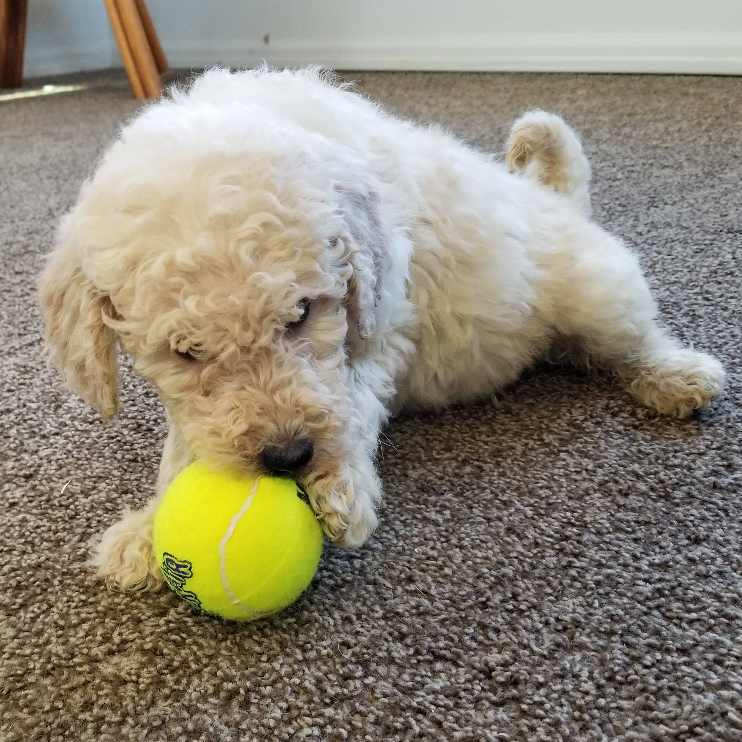 Sirius is 15 weeks old today! He is a toy goldendoodle and the goofiest  most energetic landshark there is! : r/Goldendoodles