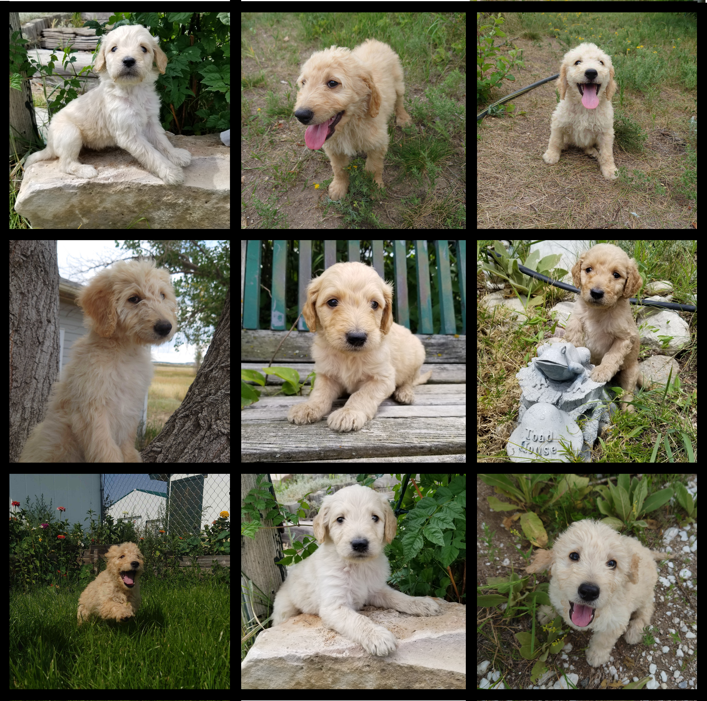 Collage of 9 goldendoodle puppy pictures. Top left: White Goldendoodle puppy sits on stone looking at camera. Top Middle: Happy 12 week old goldendoodle puppy is happy in the grass. Top right: White Goldendoodle puppy is panting hard after running. M