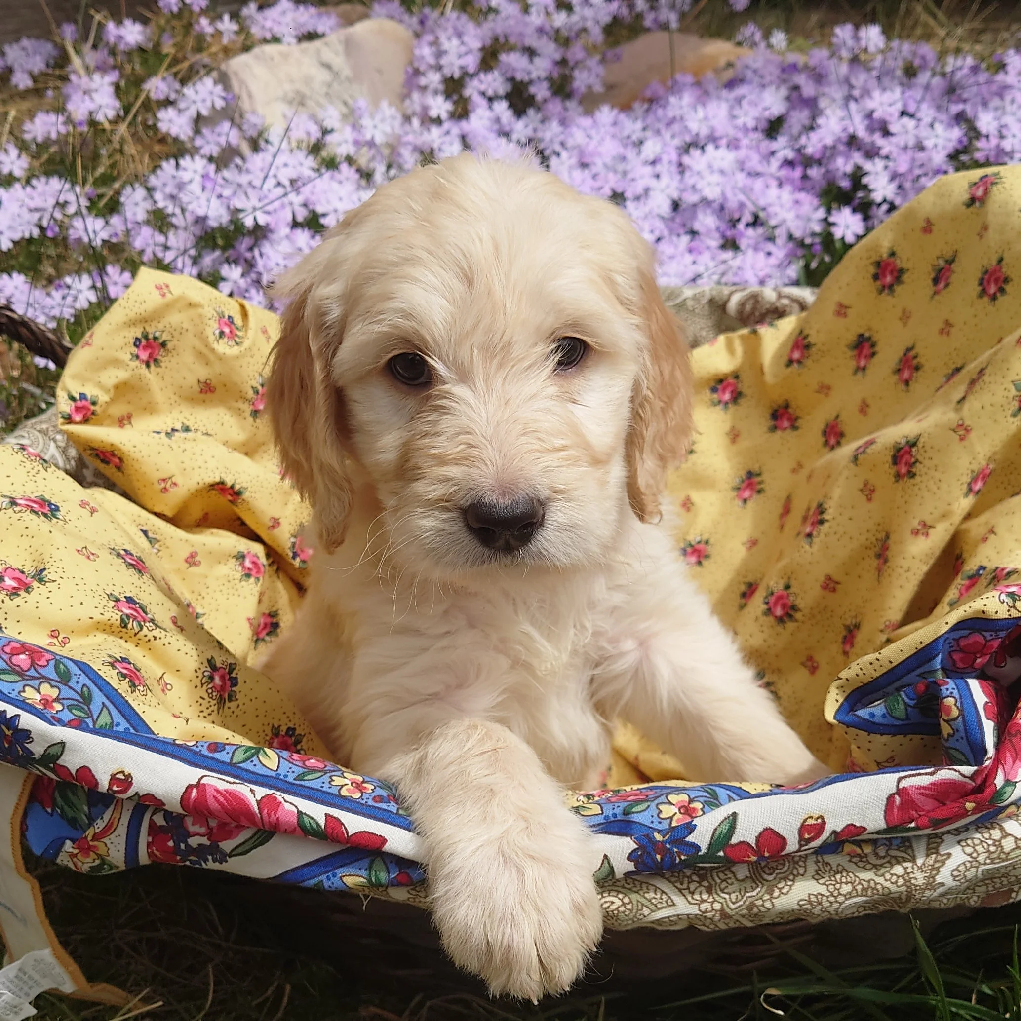 Peach the 6 week old F1 Goldendoodle puppy sits with her paw on the edge of a basket surrounded by purple phlox flowers.