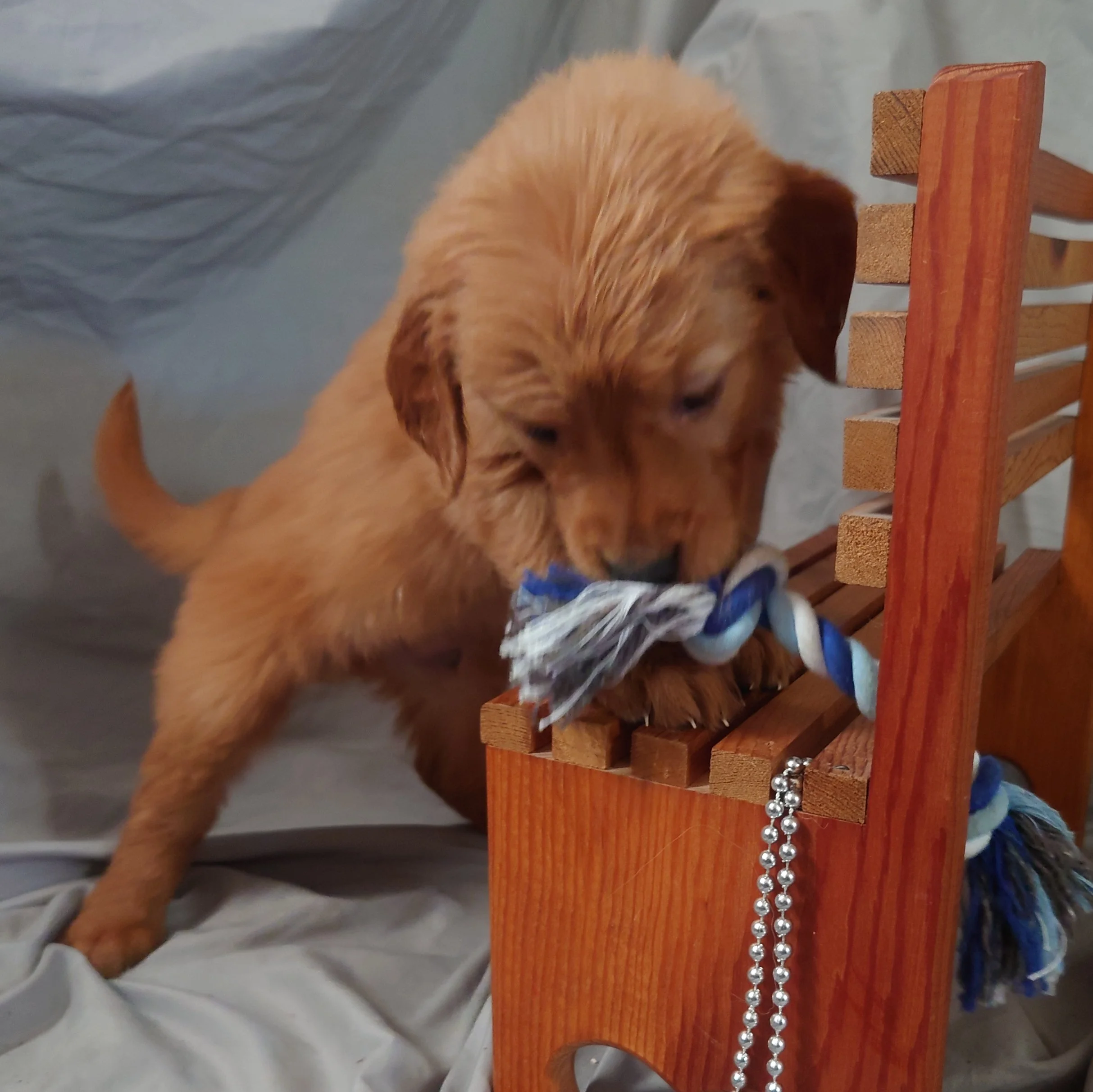 Rubble the 5 week old Golden Retriever plays with a rope toy on a wooden bench.