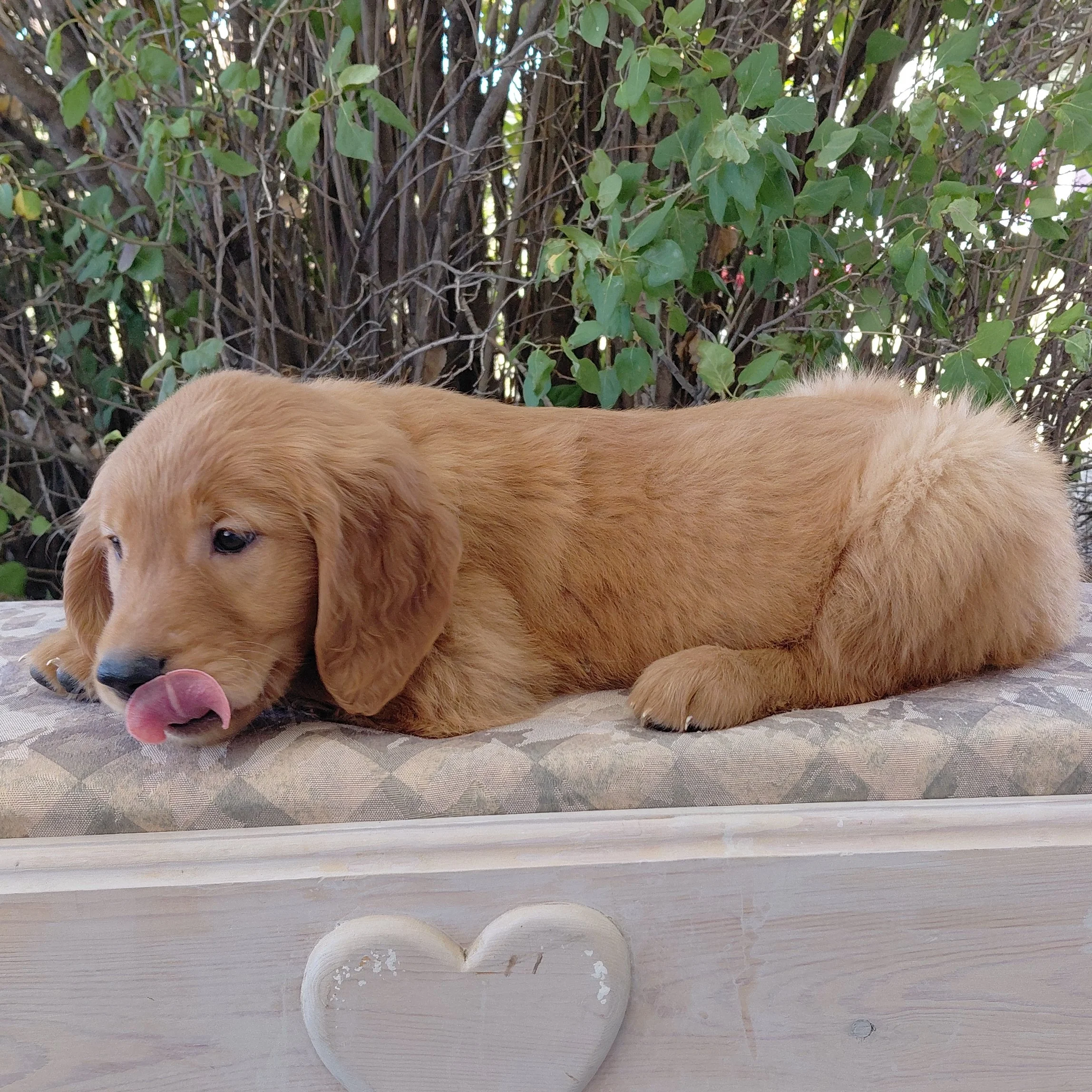 Katara, the 7 week old Golden Retriever puppy is on a bench in front of a lilac bush.