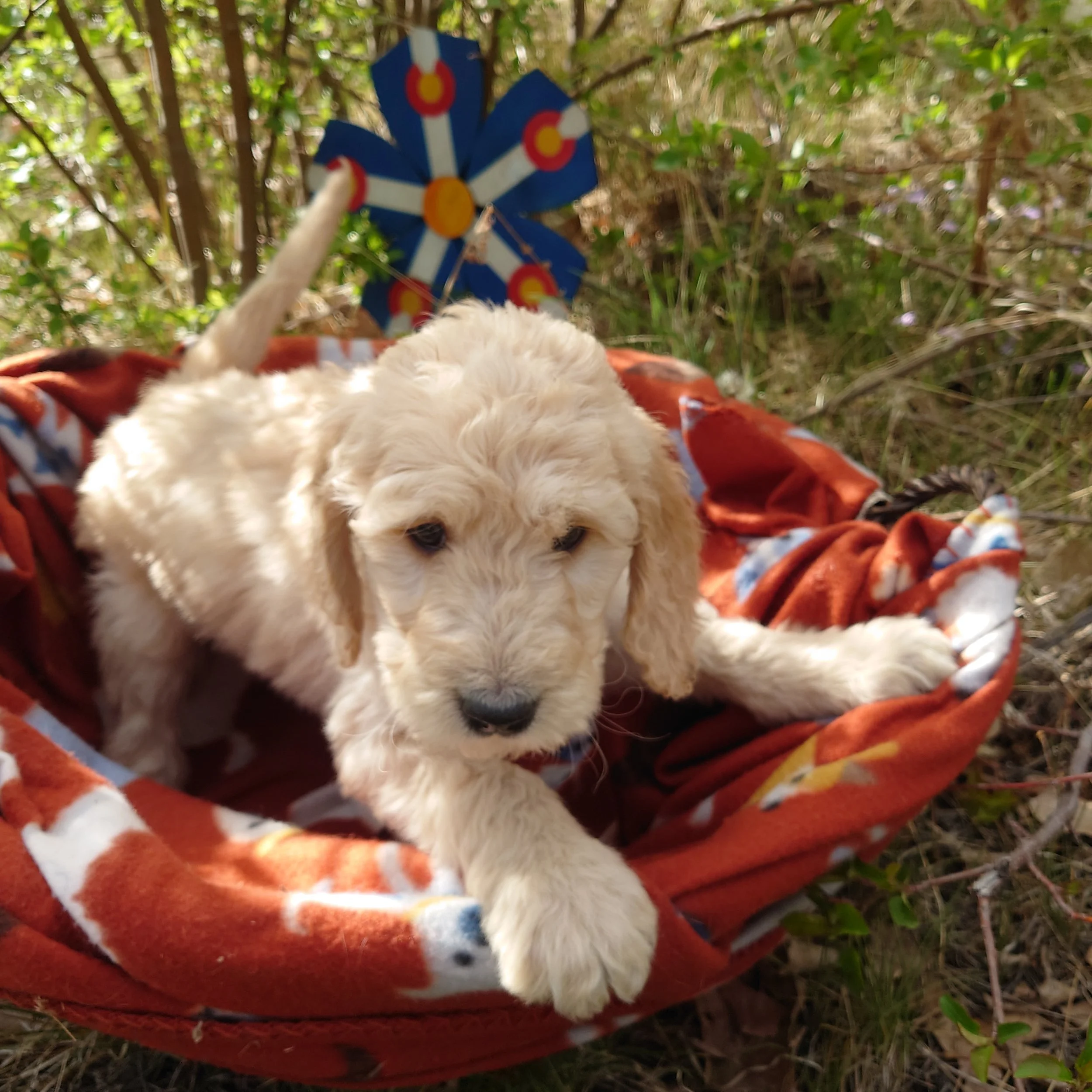 7 week old Yoshi the F1 Goldendoodle puppy sits paws on the edge of a basket with a fleece blanket. Behind him a painted Colorado flags on a flower shape.