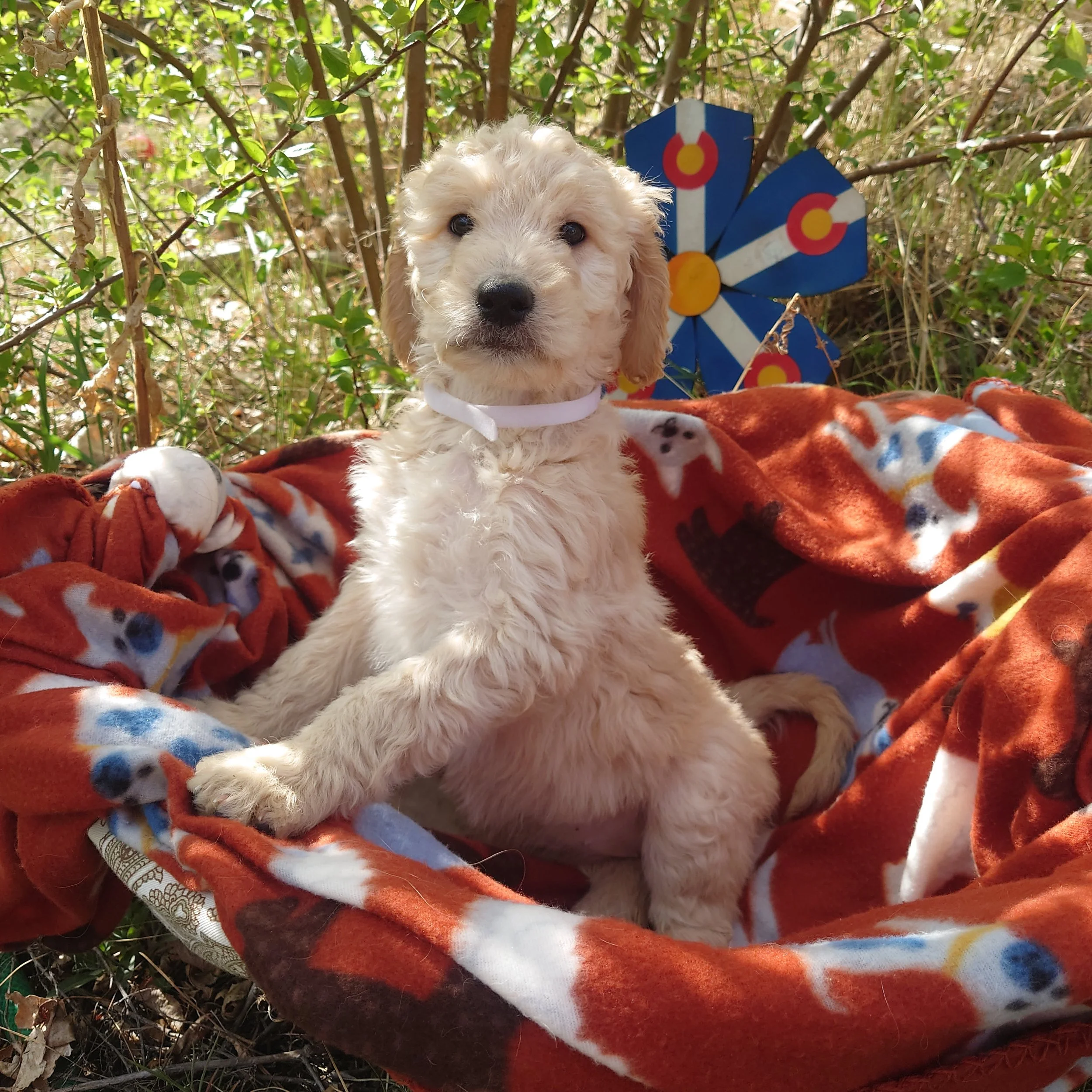 7 week old Lumas the F1 Goldendoodle puppy sits paws on the edge of a basket with a fleece blanket. Behind her a painted Colorado flags on a flower shape.