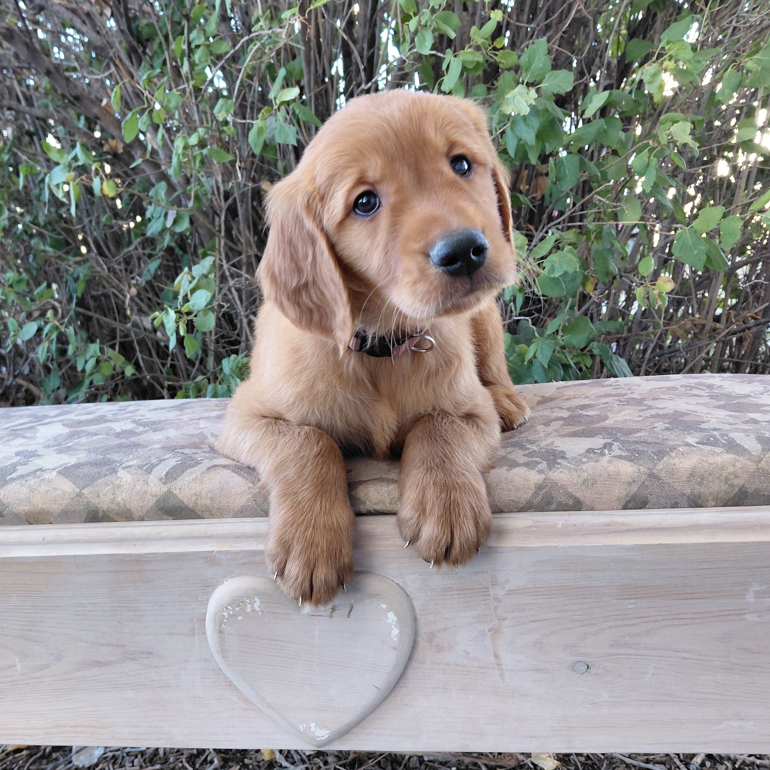 Sokka, the 7 week old Golden Retriever puppy is on a bench in front of a lilac bush.