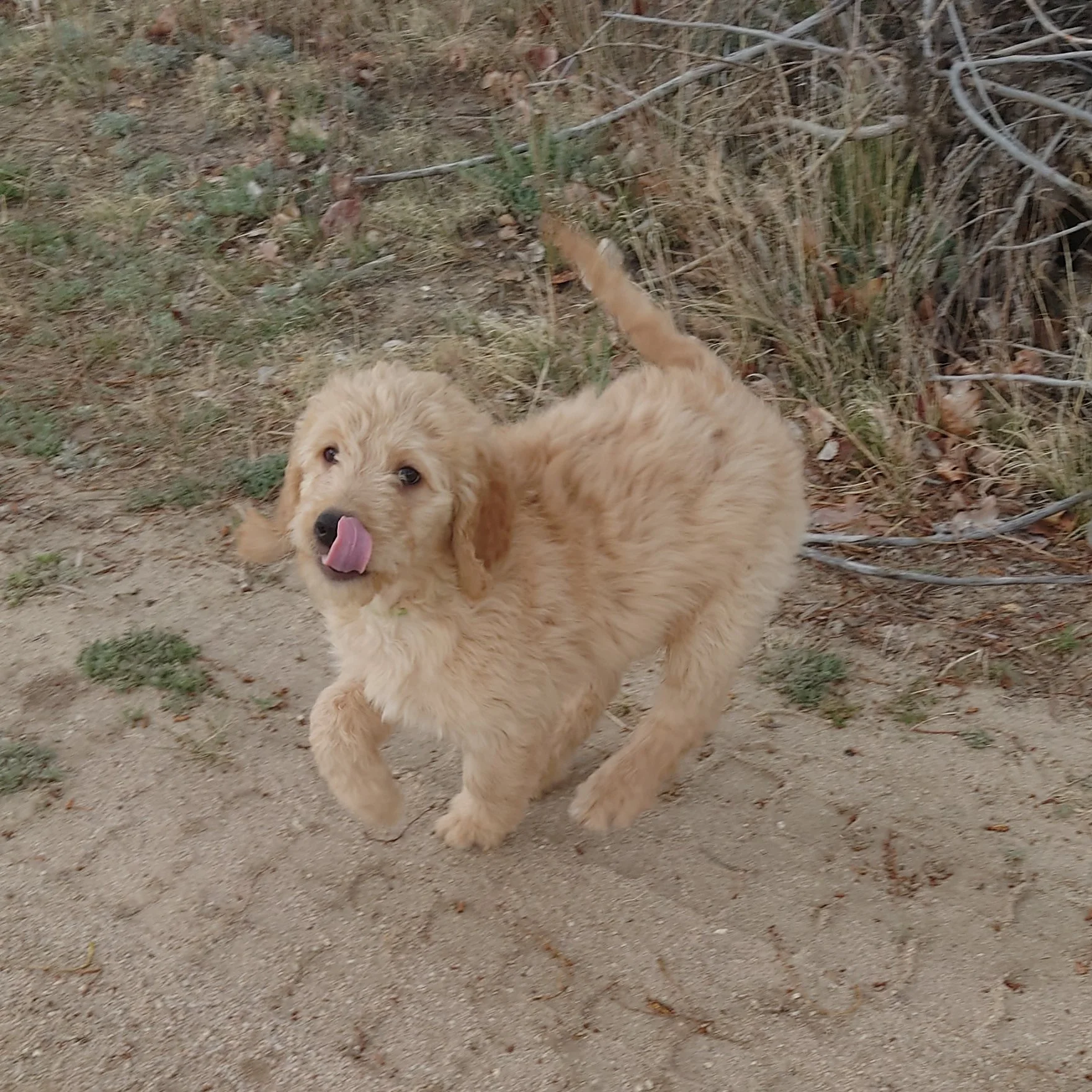 Bowser the 10 week old F1 Goldendoodle runs towards the camera on a dirt driveway.