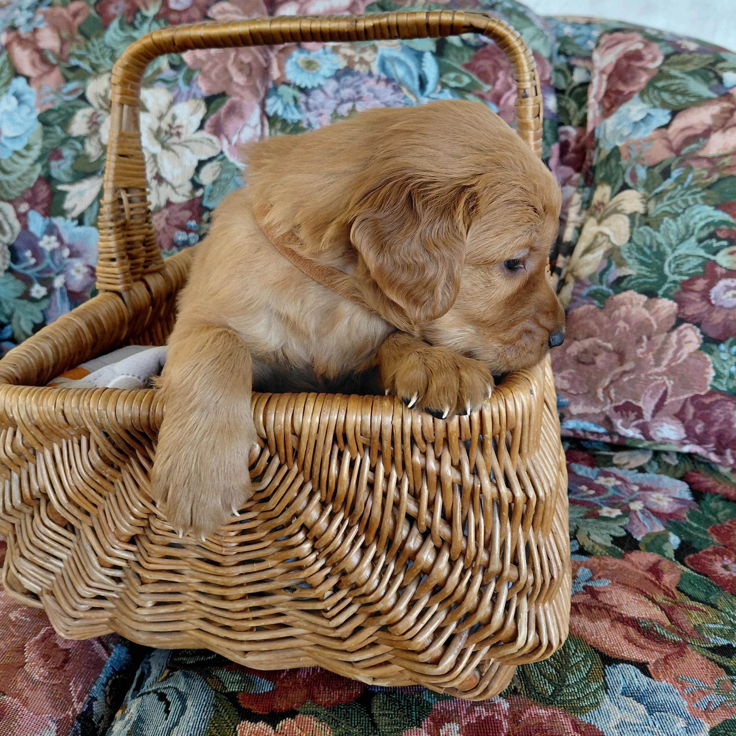 Sokka, the 4 week old Golden Retriever puppy sits in a basket on a floral couch with a brown collar.