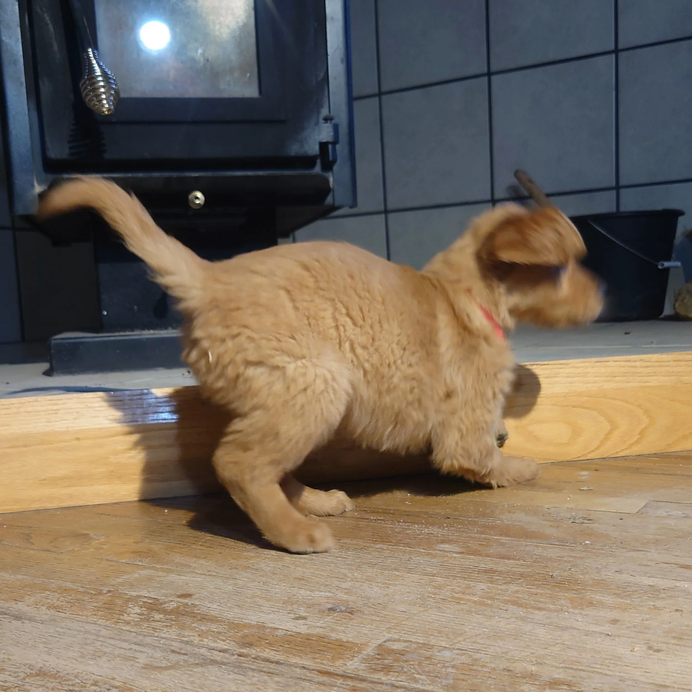 Rubble the 7 week old Golden Retriever puppy plays on a wooden floor in front of a wood fireplace.
