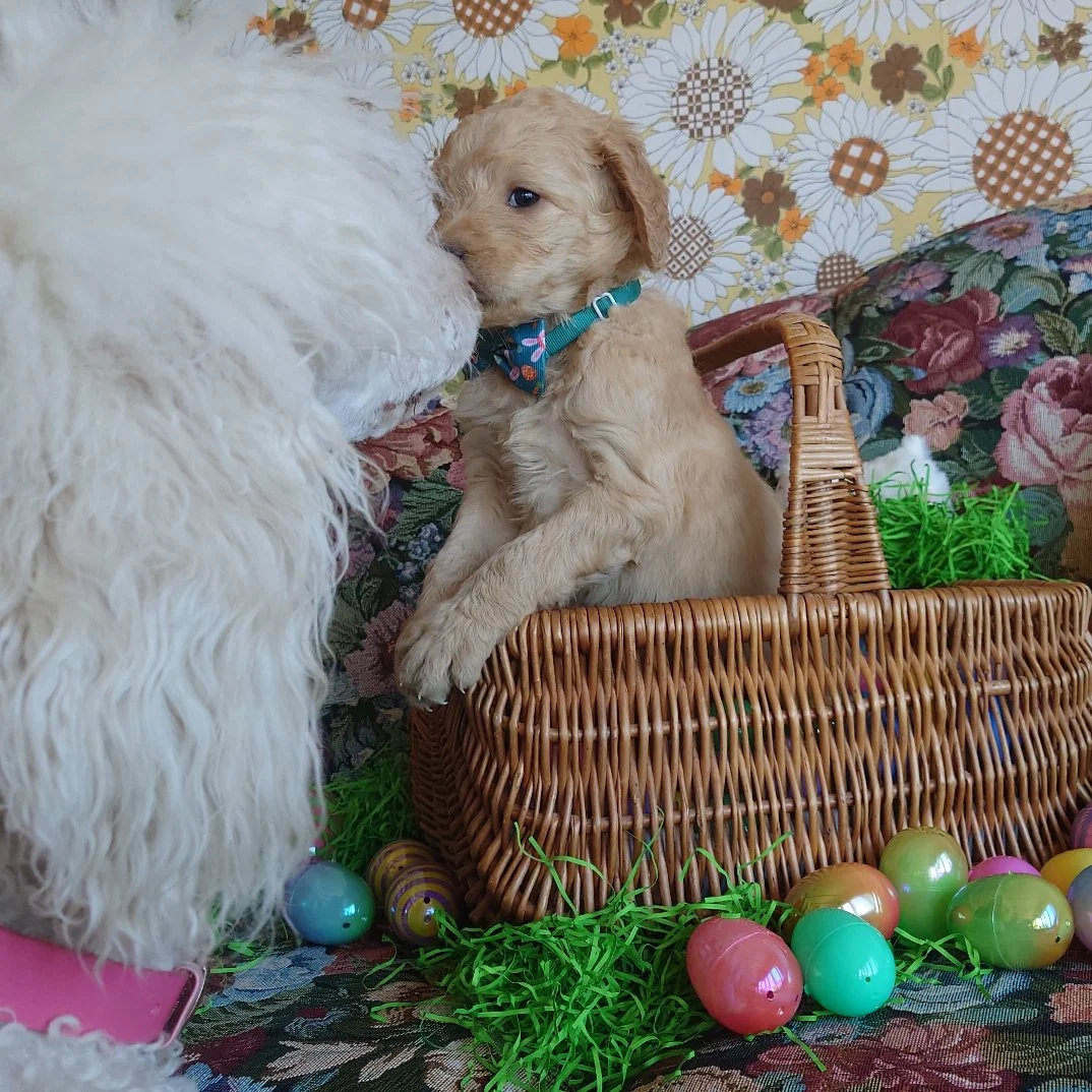 Bowser the 5 week old F1 Goldendoodle puppy kisses his poodle mother Freya while in a basket surrounded by colorful Easter Eggs.