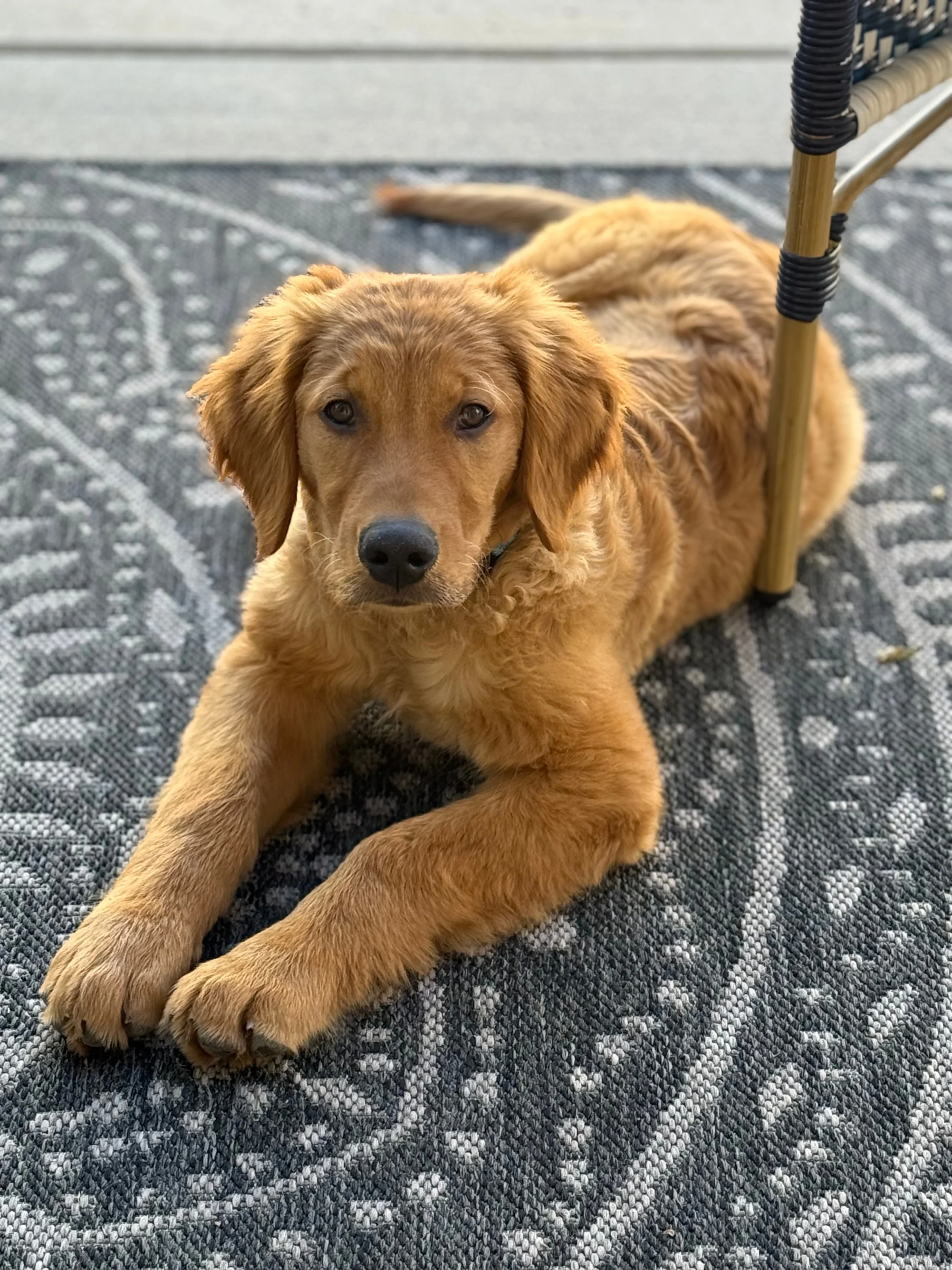 Sunny the golden retriever looks handsome on a rug outside.