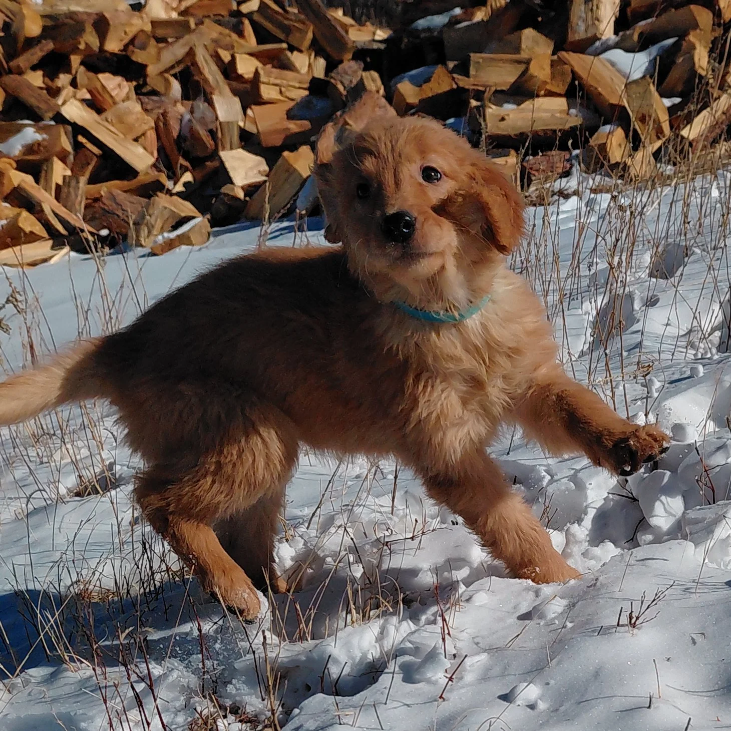Everest the 9 week old Golden Retriever puppy plays in the fresh snow in front of firewood.