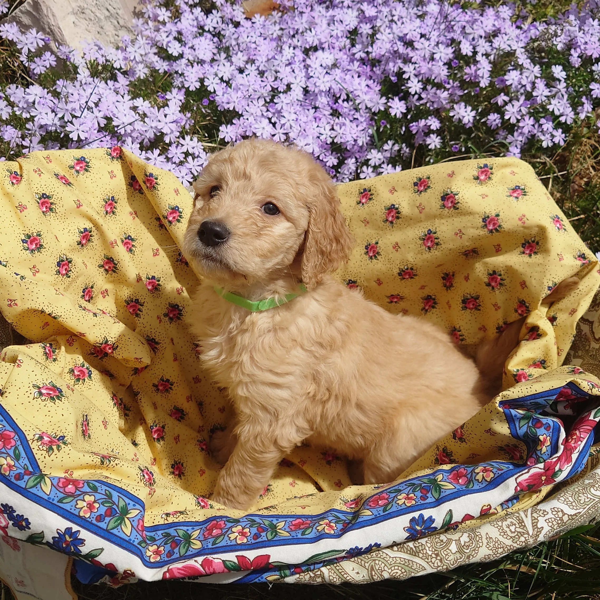 Bowser the 6 week old F1 Goldendoodle puppy sits politely in a basket surrounded by purple phlox flowers.