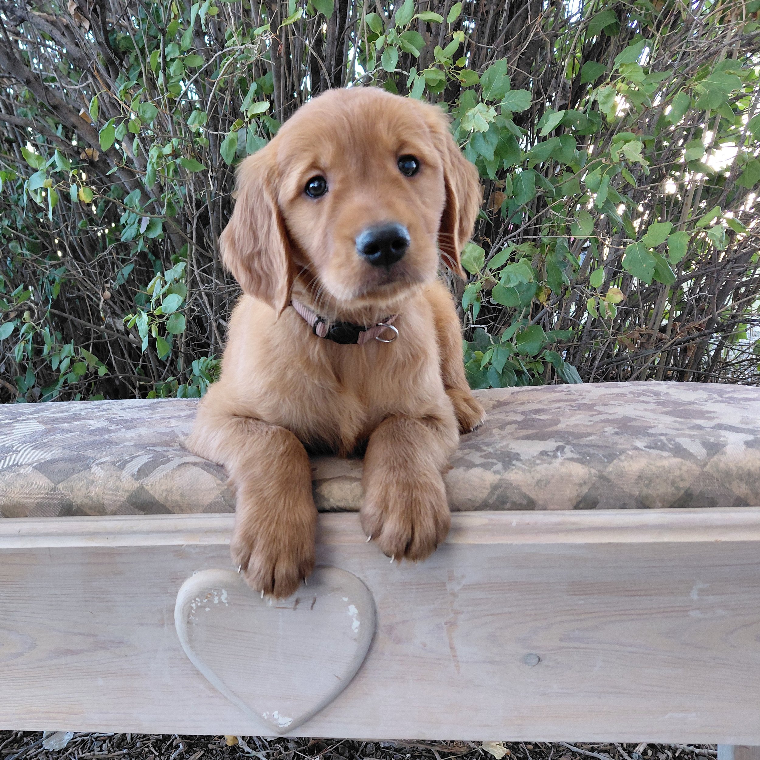 Sokka, the 7 week old Golden Retriever puppy is on a bench in front of a lilac bush.