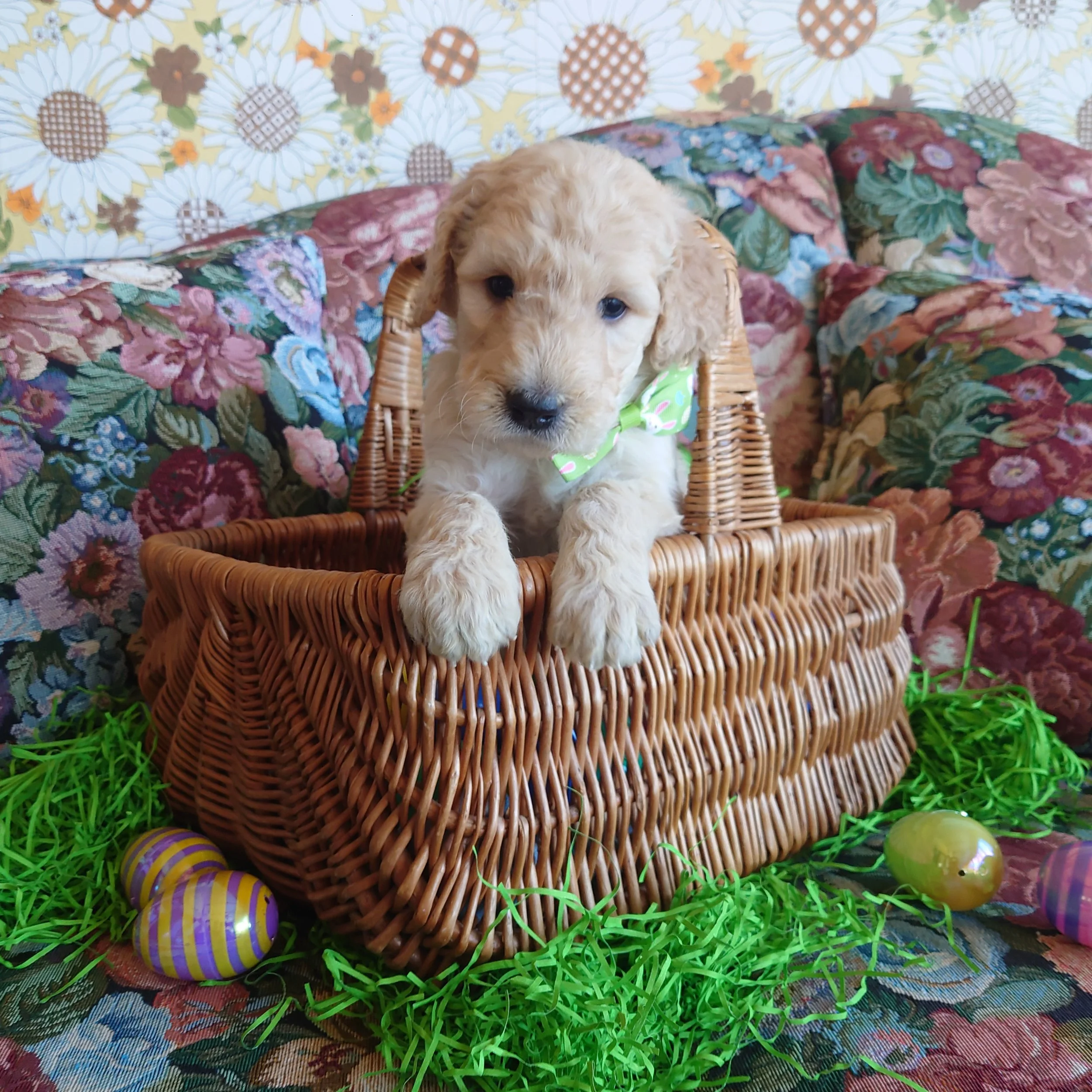 Yoshi the 5 week old F1 Goldendoodle puppy sits politely in a basket surrounded by colorful Easter Eggs.