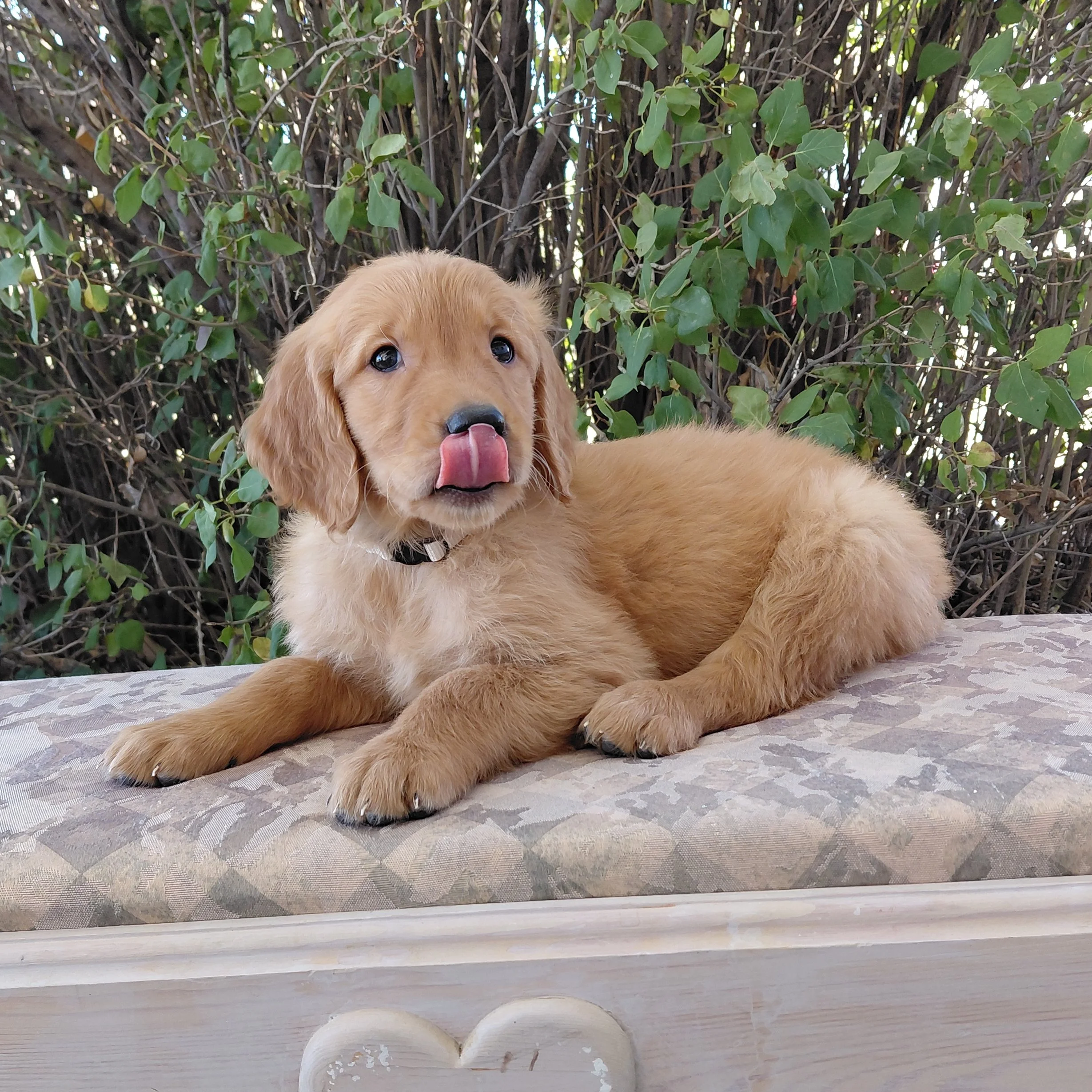 Suki, the 7 week old Golden Retriever puppy is on a bench in front of a lilac bush.