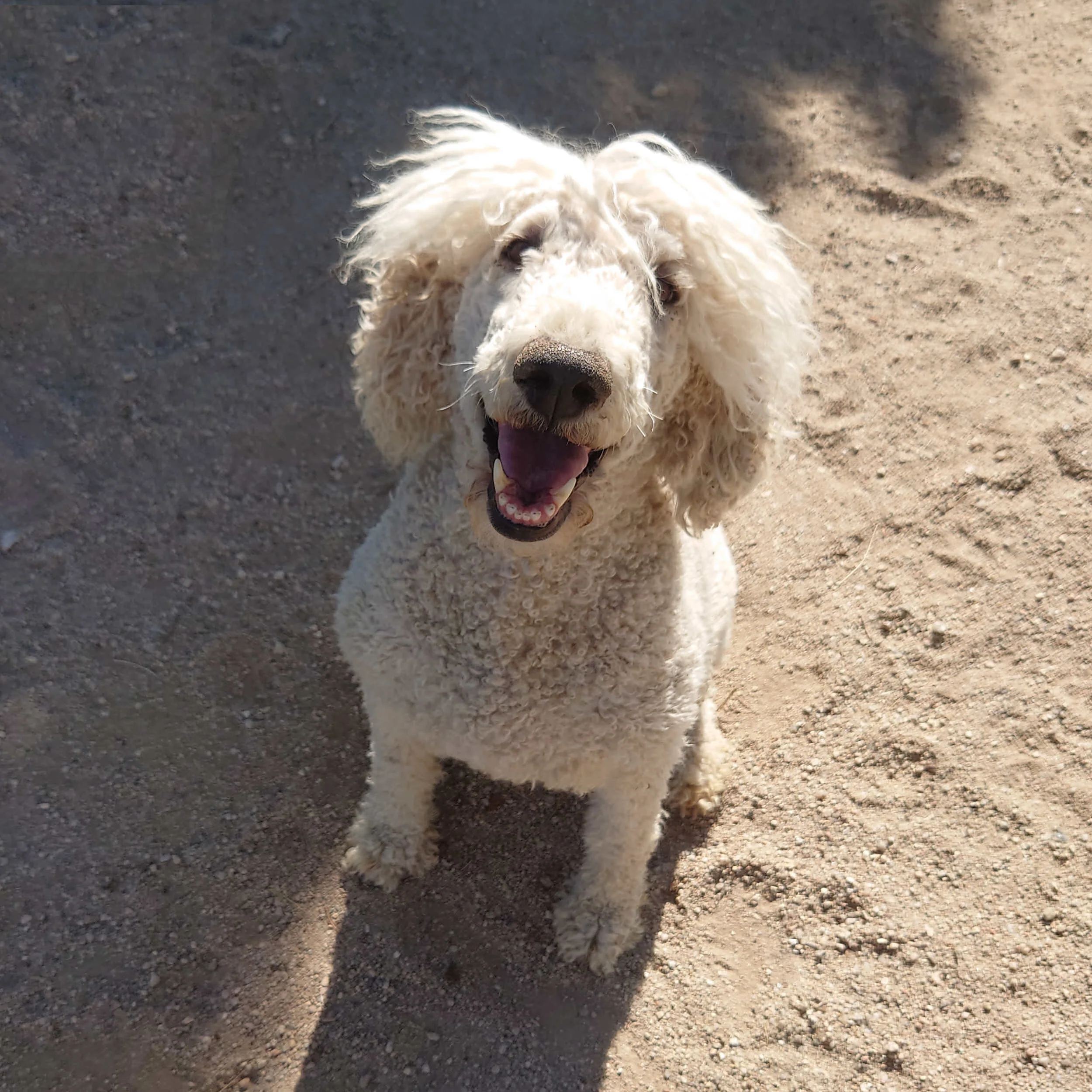 Luna the white standard poodle sits on the ground outside.