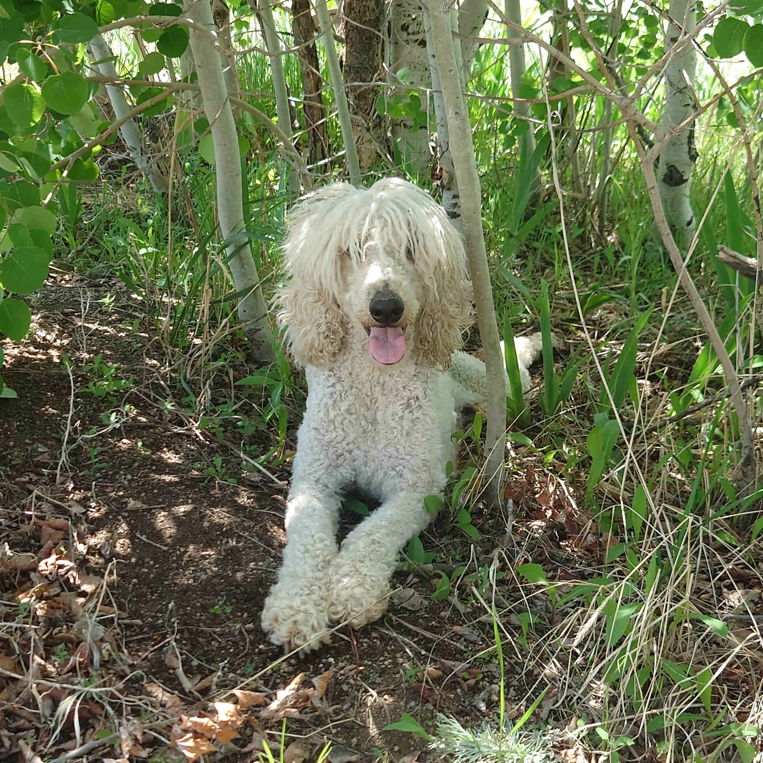 Blondie the white poodle lays down in the tall grass in the aspen trees.