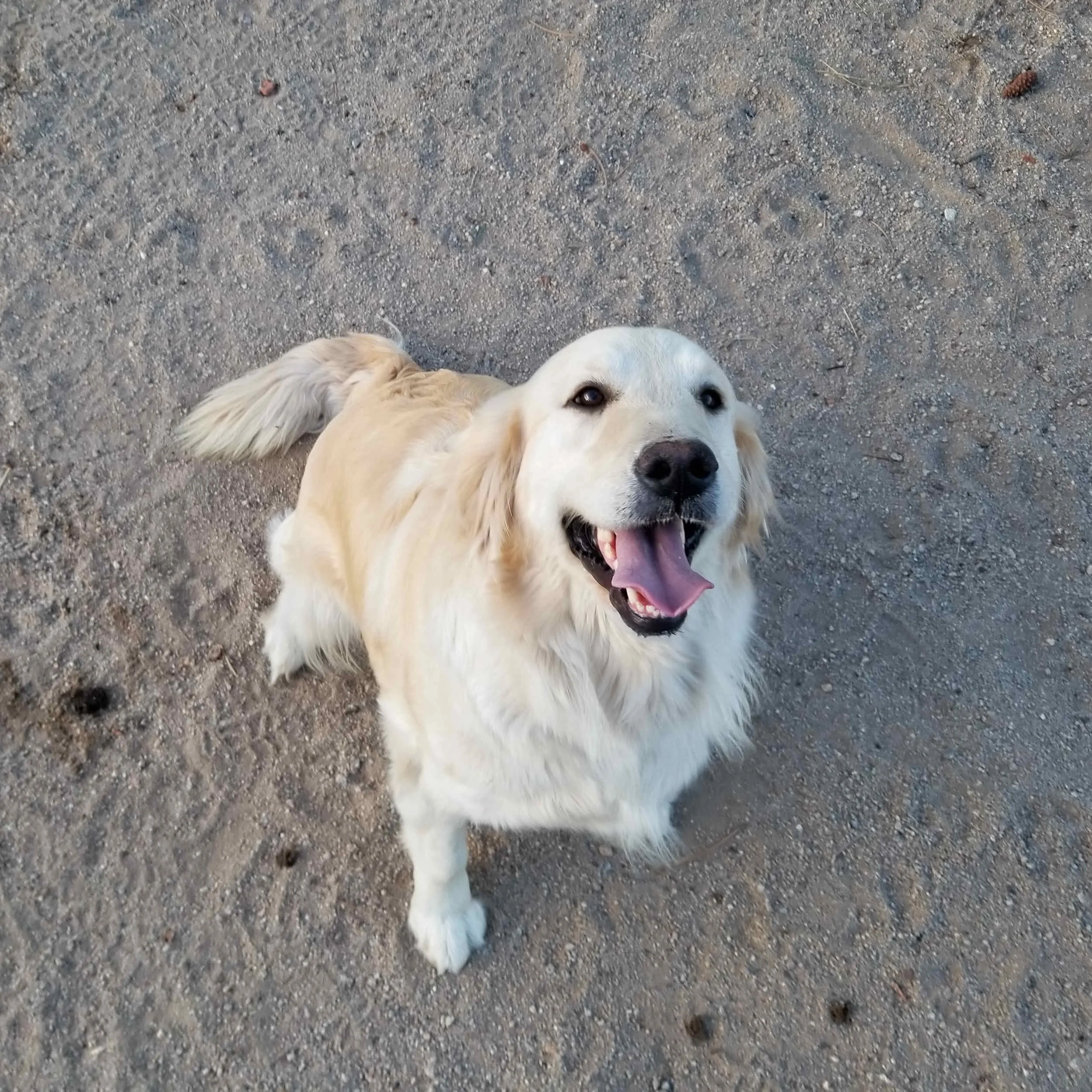 golden-retriever-star-1.jpg