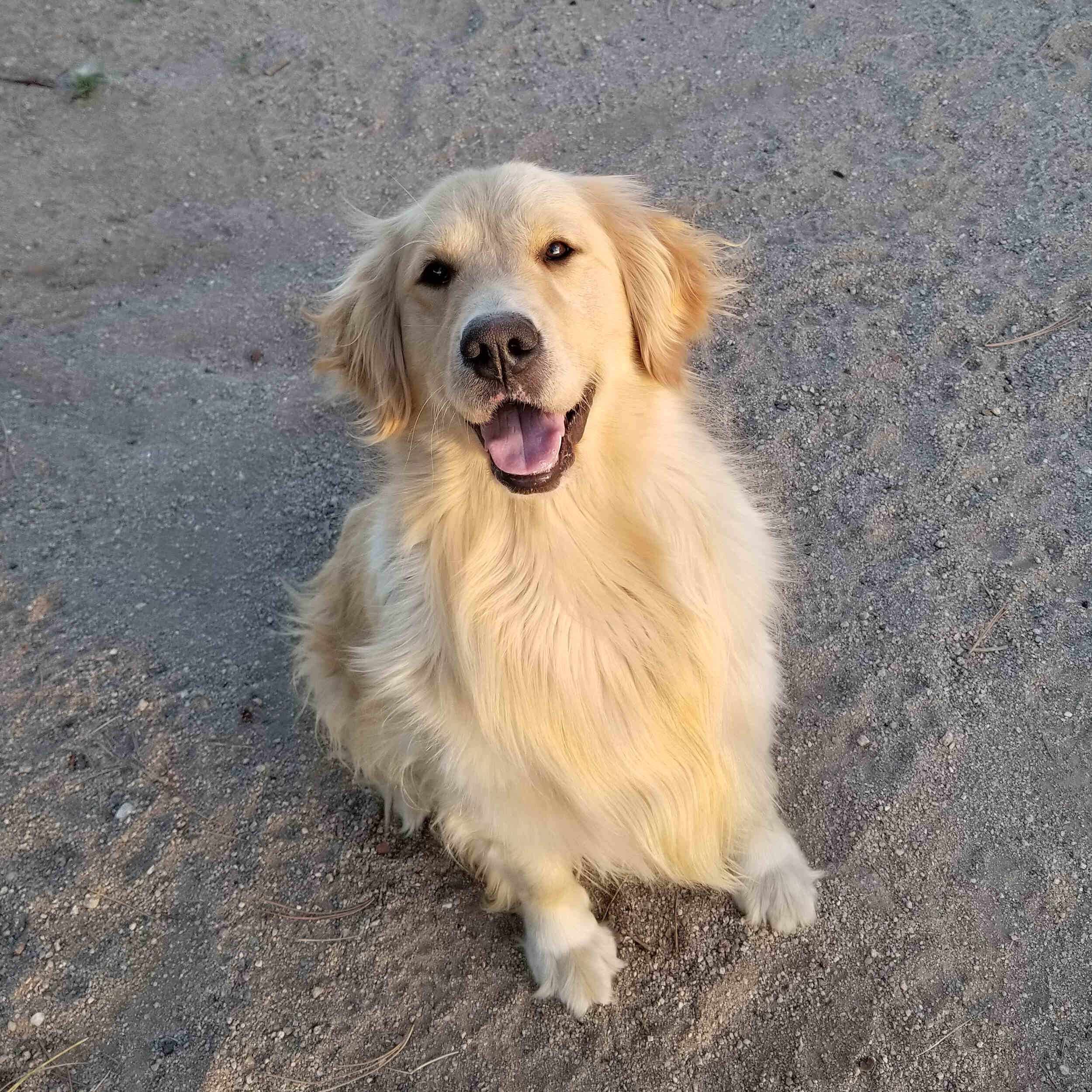 Sunny the golden retriever sits on the sand.