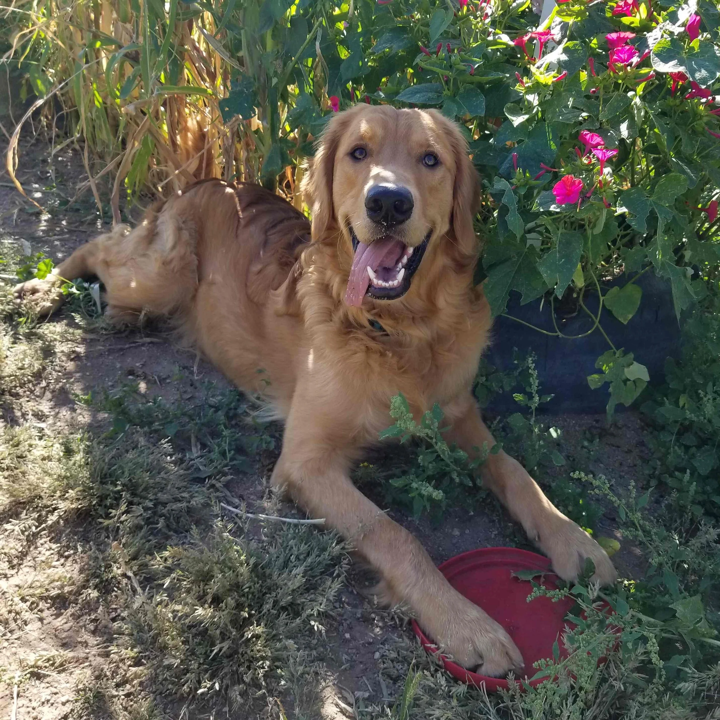 golden-retriever-ziggy-1.jpg