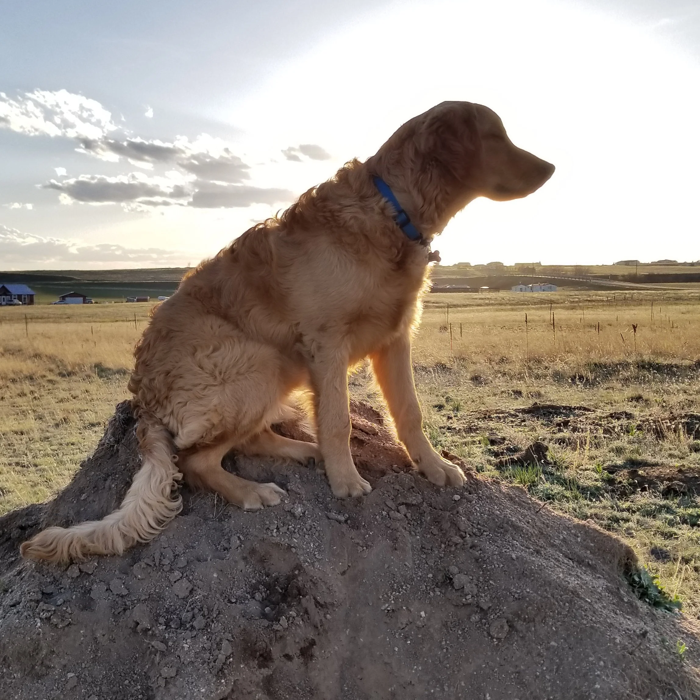golden-retriever-ziggy12.jpg