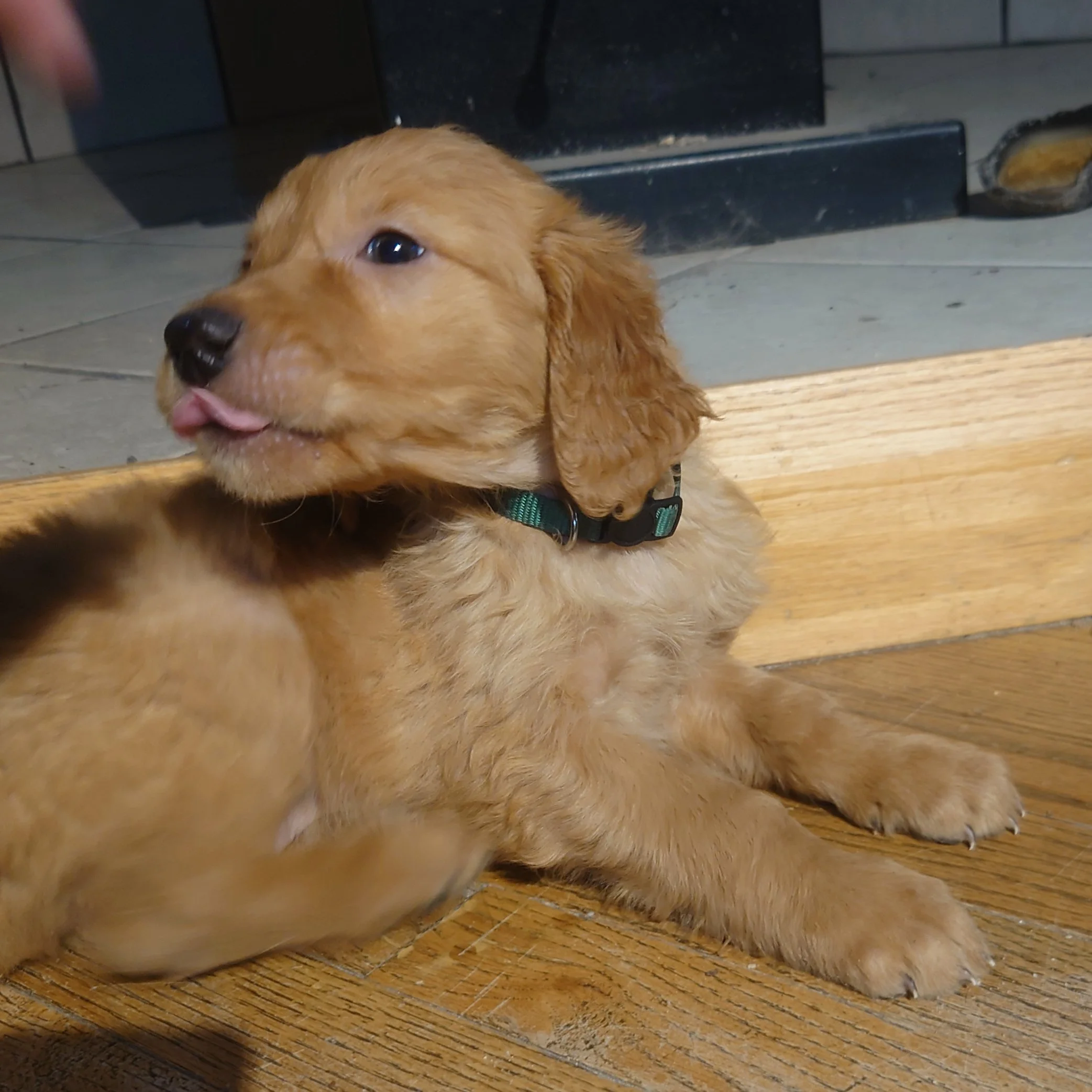 Rocky the 7 week old Golden Retriever puppy lays on a wooden floor in front of a wood fireplace and licks at our hands.