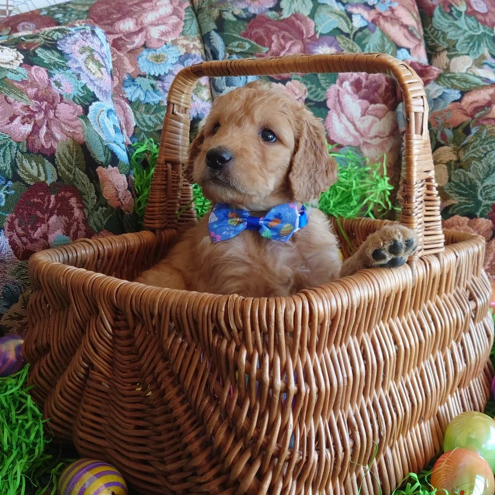 Mario the 5 week old F1 Goldendoodle puppy sits politely in a basket surrounded by colorful Easter Eggs.