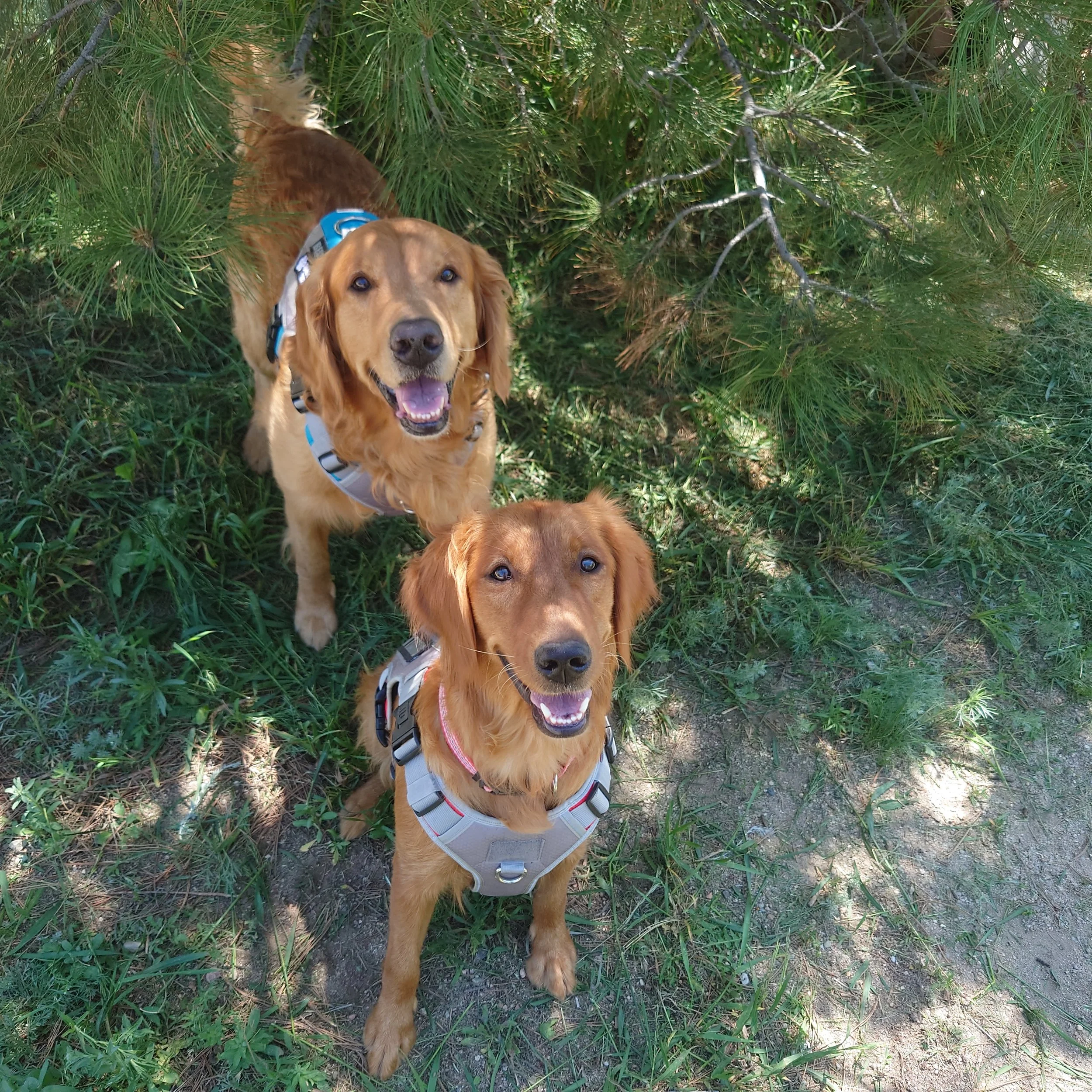 Golden Retrievers Ziggy on top and Phoebe on bottom. Both smile at the camera with a Colorado pine tree behind them.