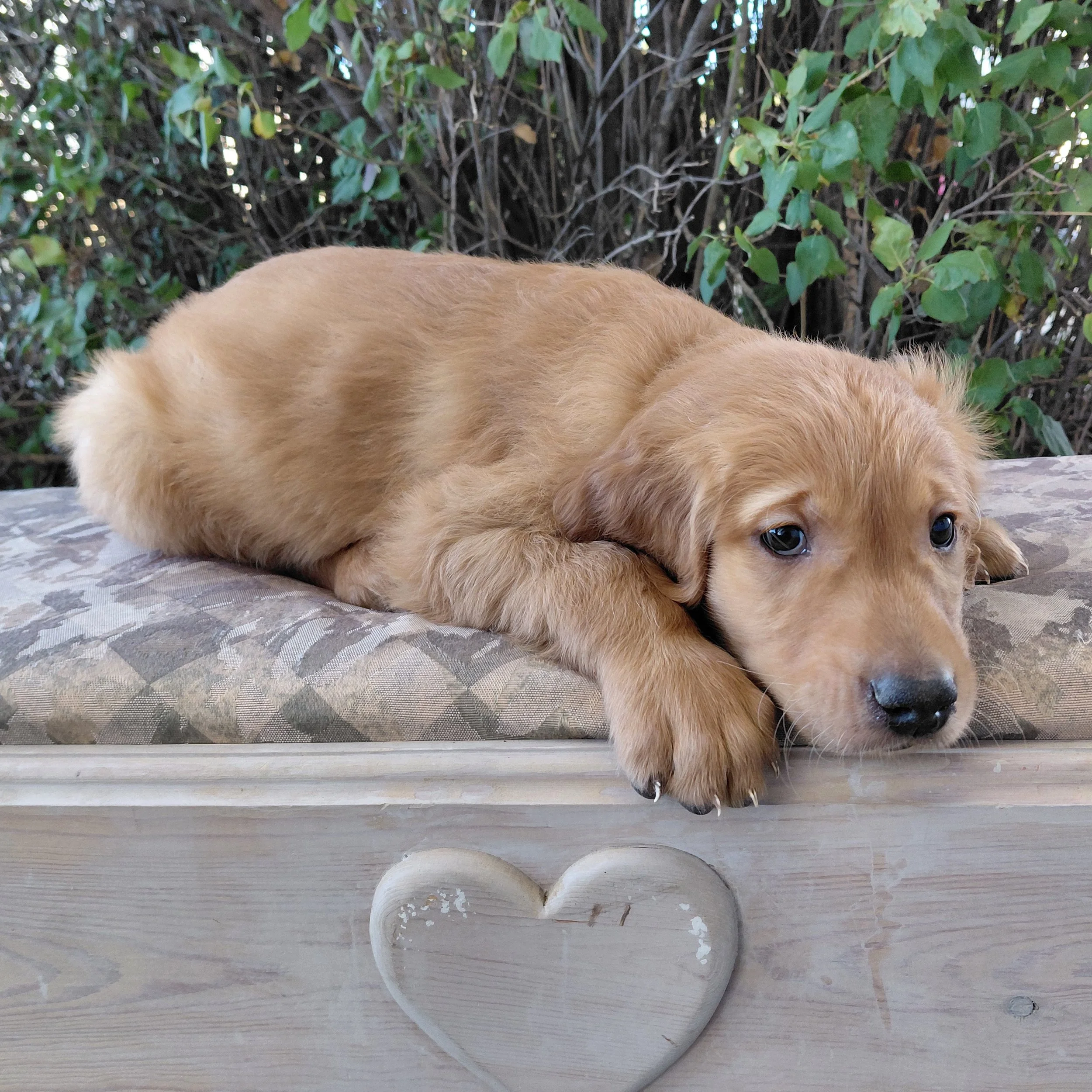 Iroh, the 7 week old Golden Retriever puppy is on a bench in front of a lilac bush.