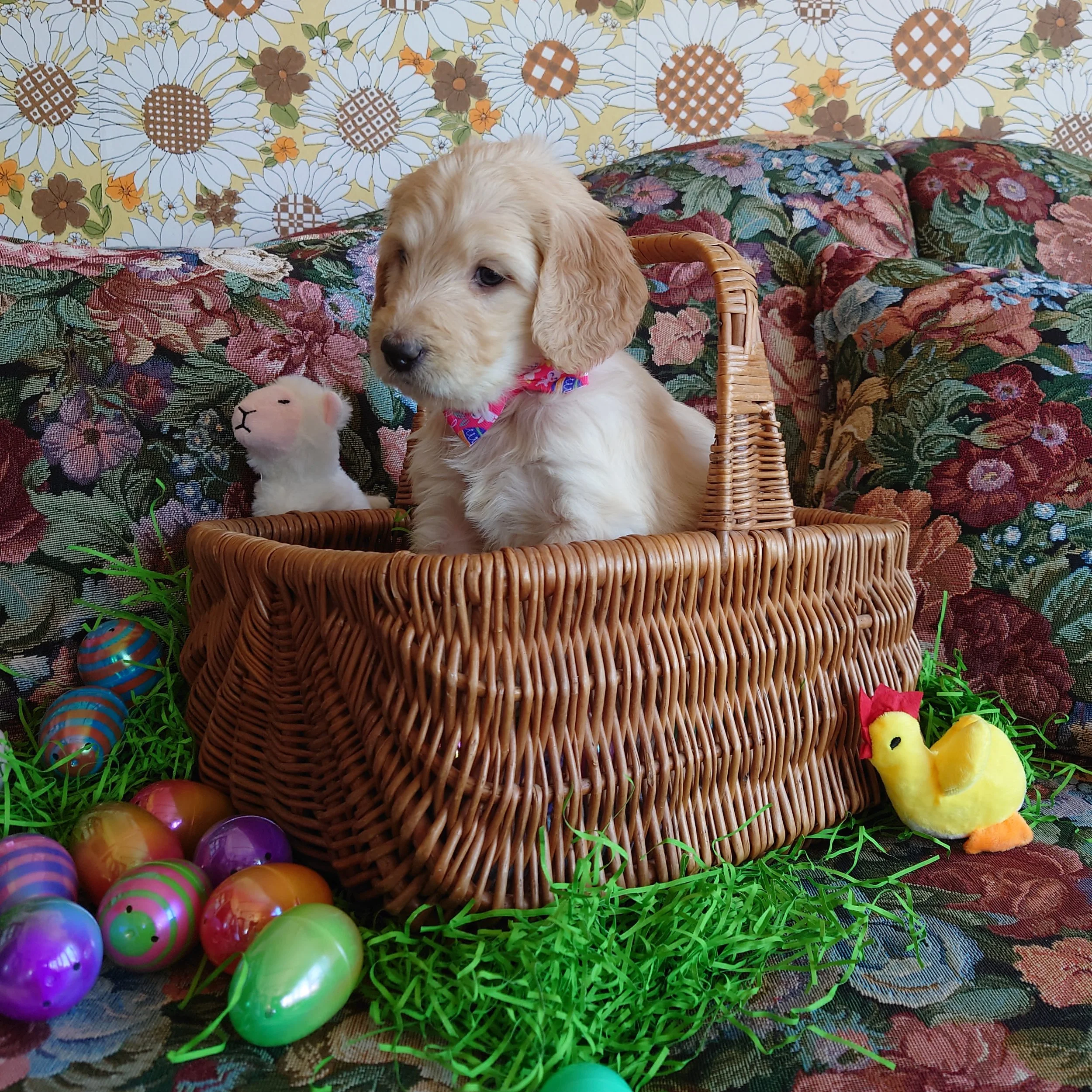 Peach the 5 week old F1 Goldendoodle puppy sits politely in a basket surrounded by colorful Easter Eggs.