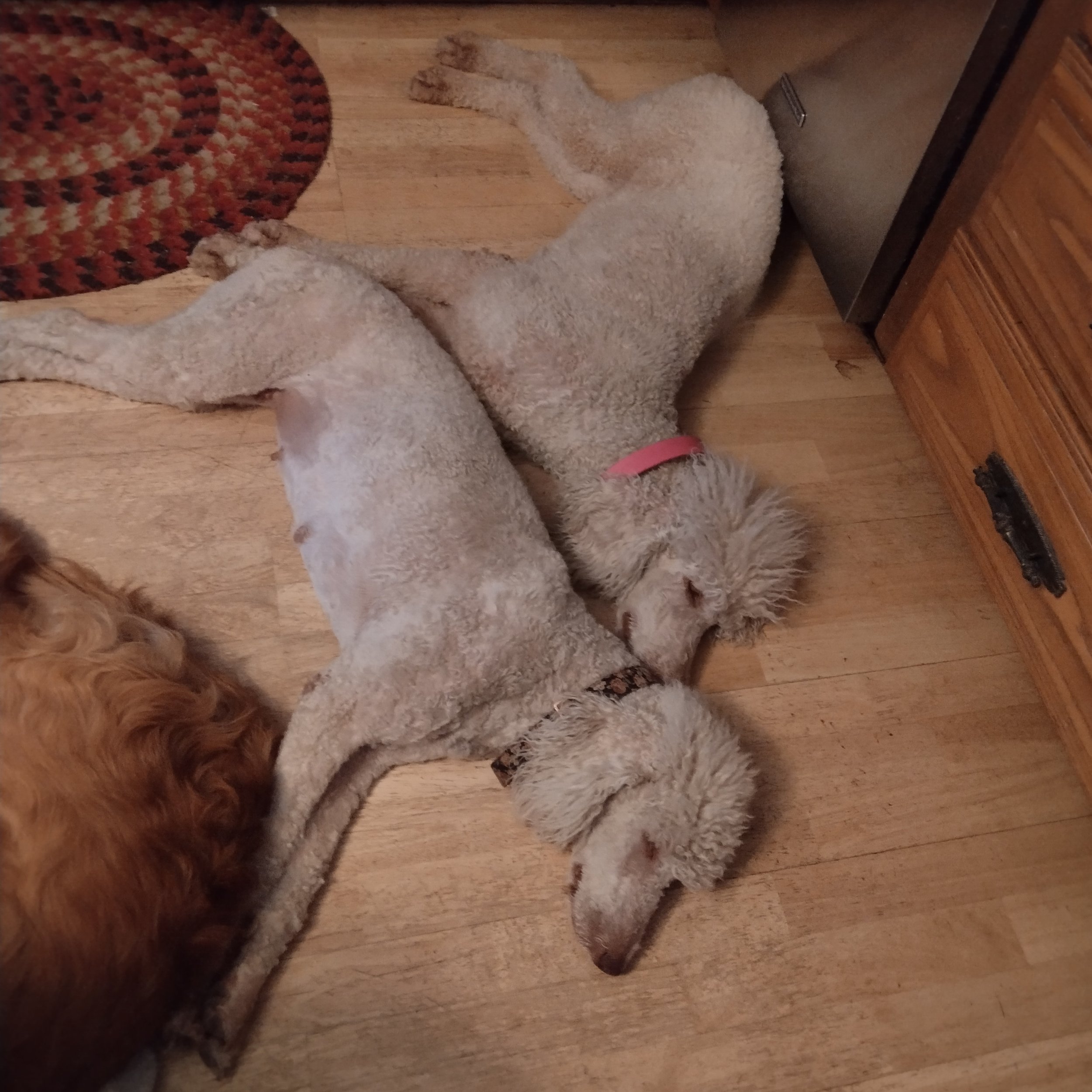 standard-poodle-ivyandfreya03.JPG