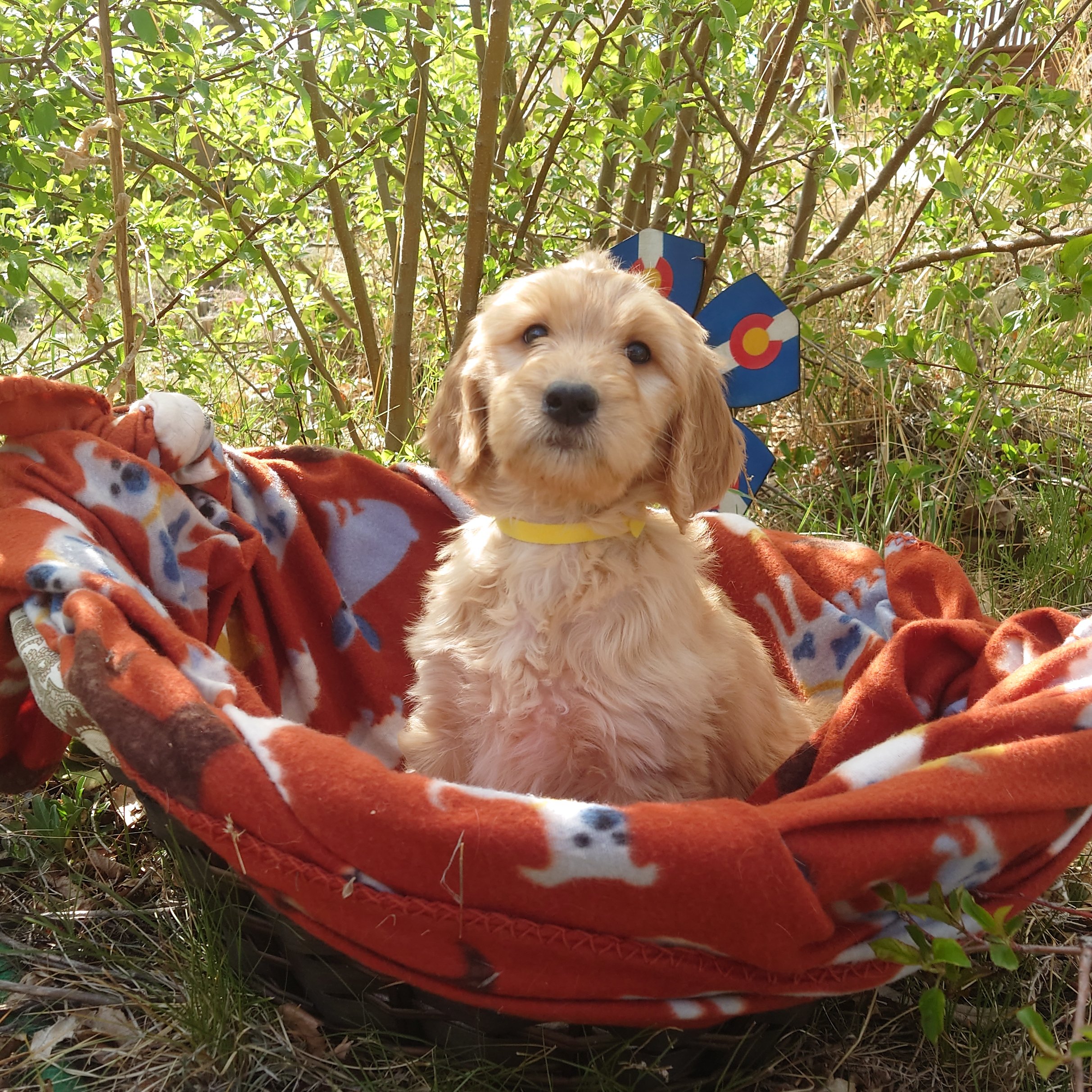 7 week old Daisy the F1 Goldendoodle puppy sits in a basket with a fleece blanket. Behind her a painted Colorado flags on a flower shape.