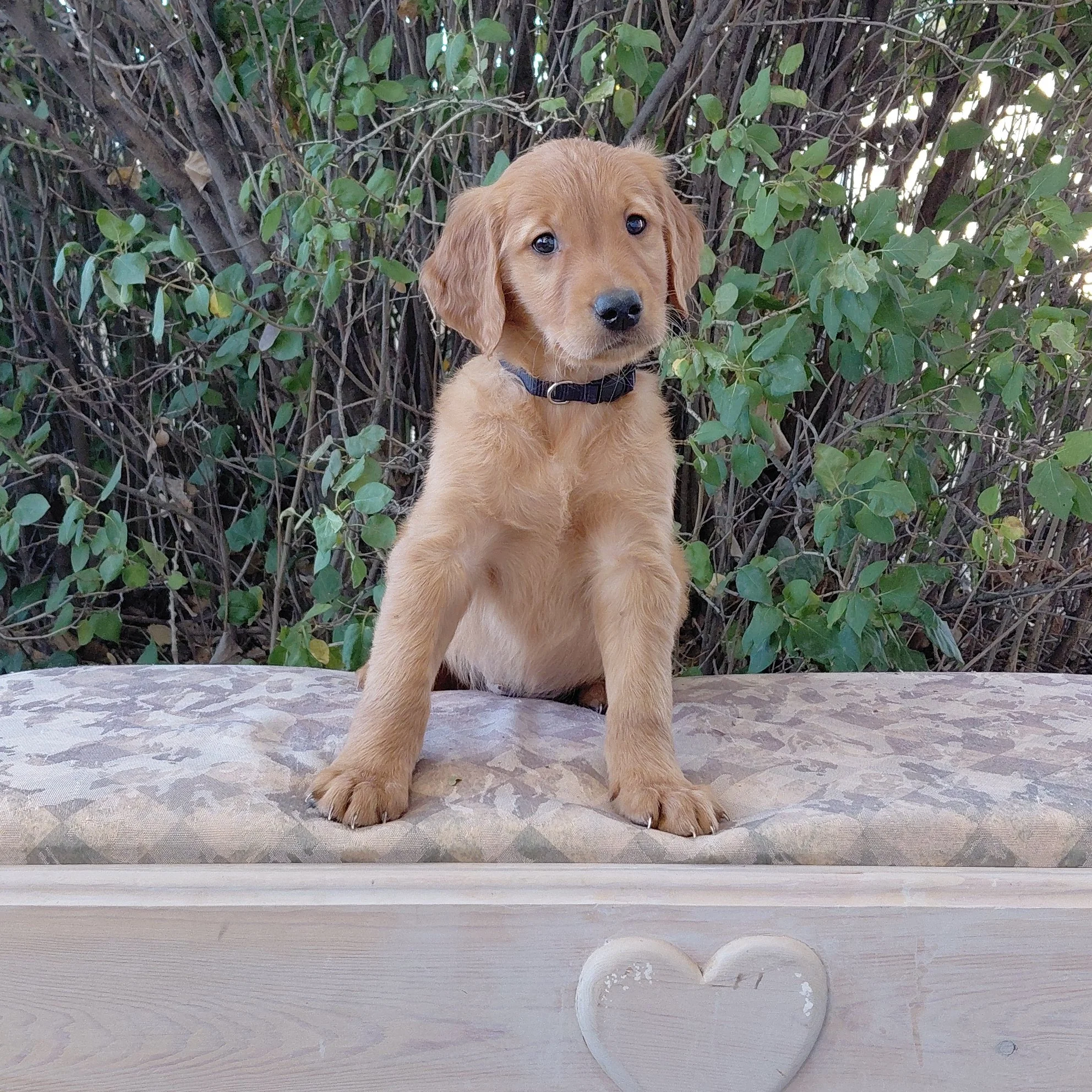 Zuko, the 7 week old Golden Retriever puppy is on a bench in front of a lilac bush.