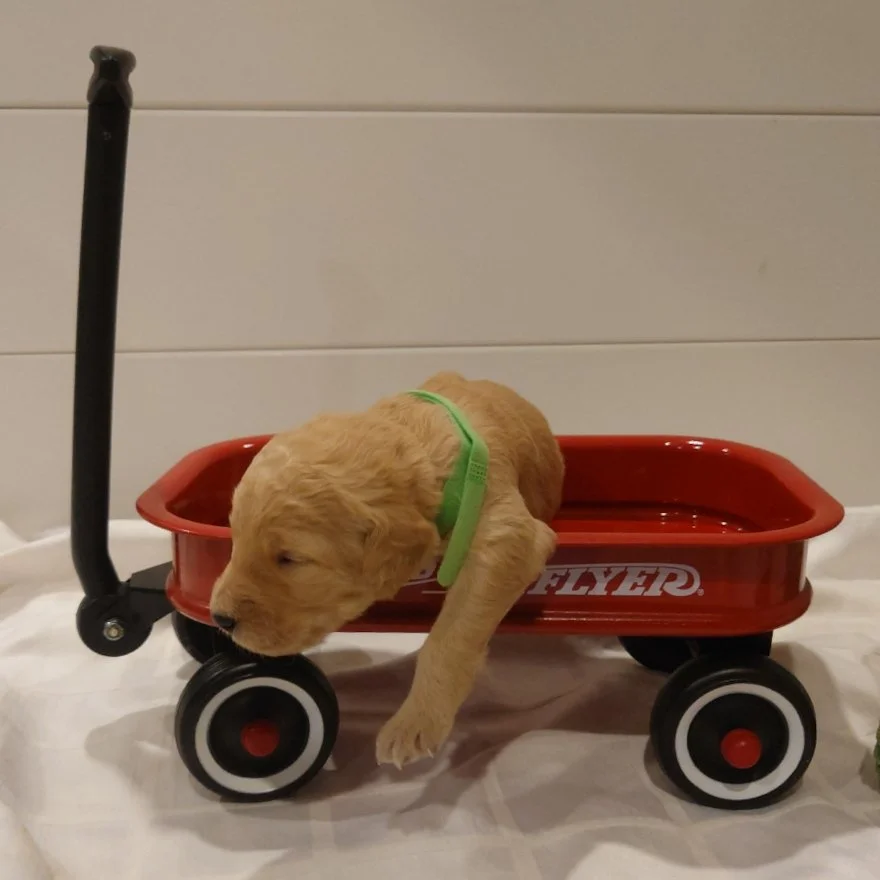 Bowser the 12 day old F1 Goldendoodle puppy with his eyes not quite open, is laying in a small radio flyer wagon.