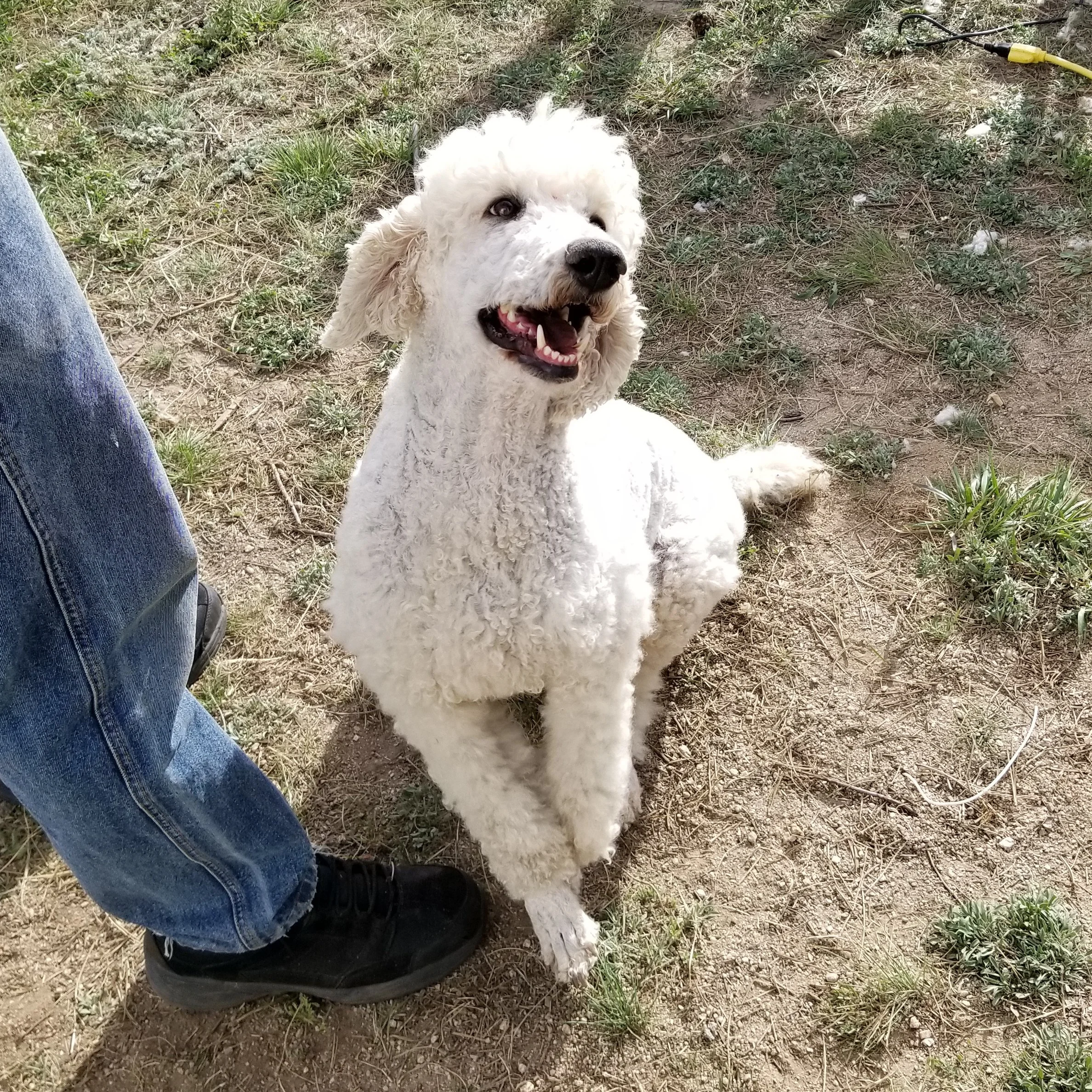 standard-poodle-luna05.jpg
