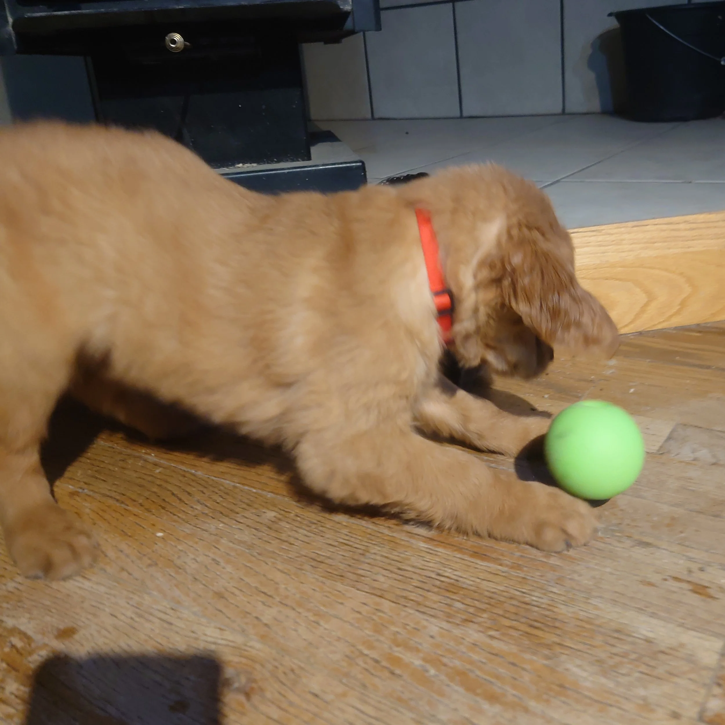 Coral the 7 week old Golden Retriever puppy plays with a ball on a wooden floor in front of a wood fireplace.