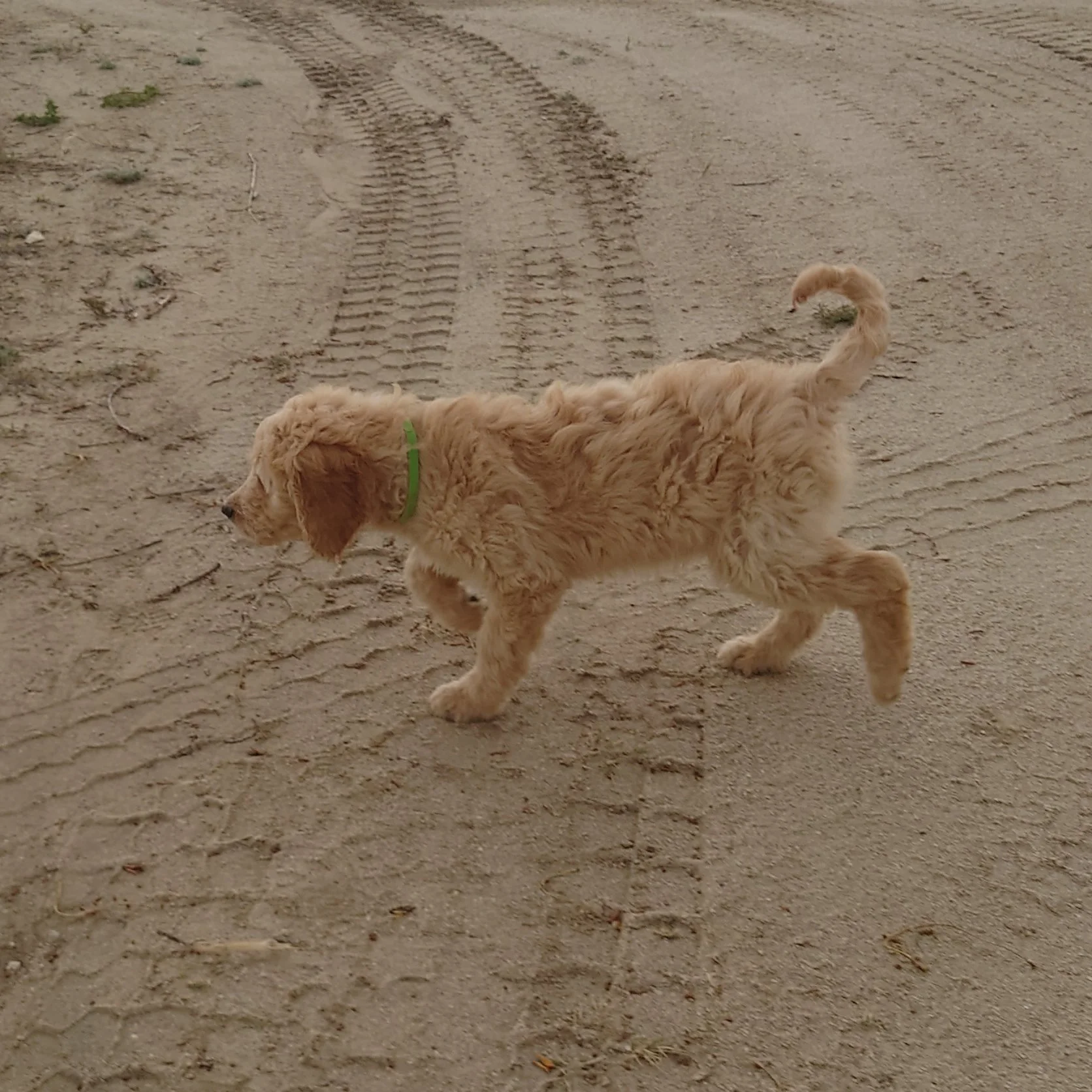 Bowser the 10 week old F1 Goldendoodle runs on a dirt driveway.