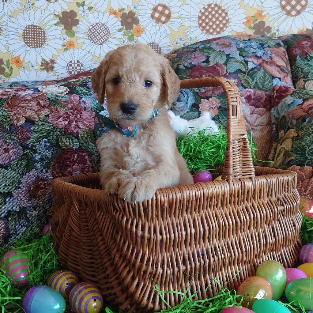 Bowser the 5 week old F1 Goldendoodle puppy sits politely in a basket surrounded by colorful Easter Eggs.