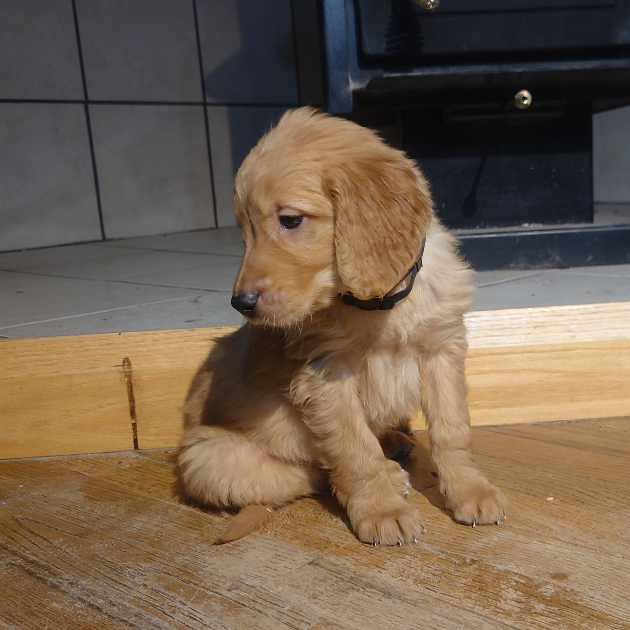 Tracker the 7 week old Golden Retriever puppy sits on a wooden floor in front of a wood fireplace.
