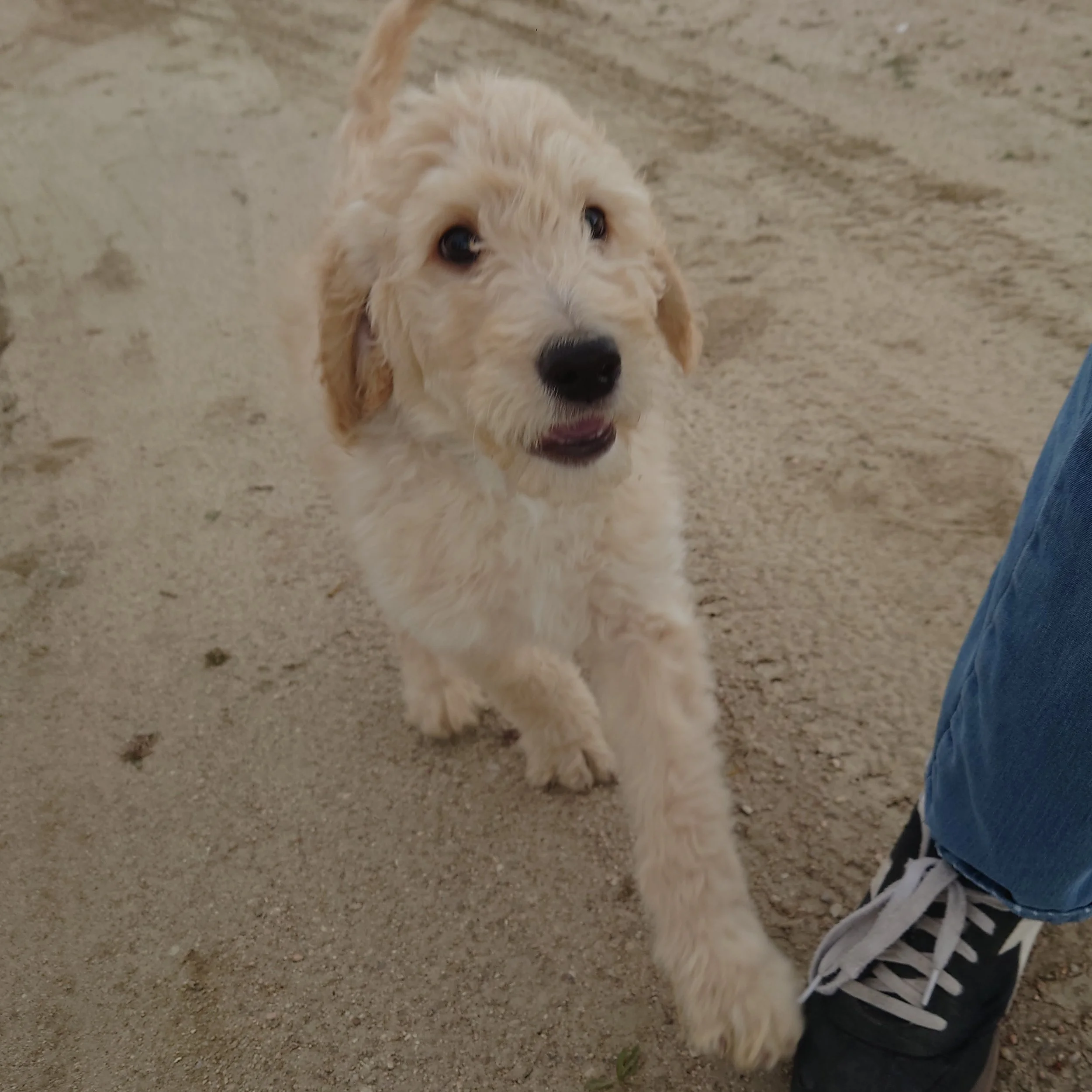 Yoshi the 10 week old F1 Goldendoodle runs towards the camera on a dirt driveway and touches a shoe.