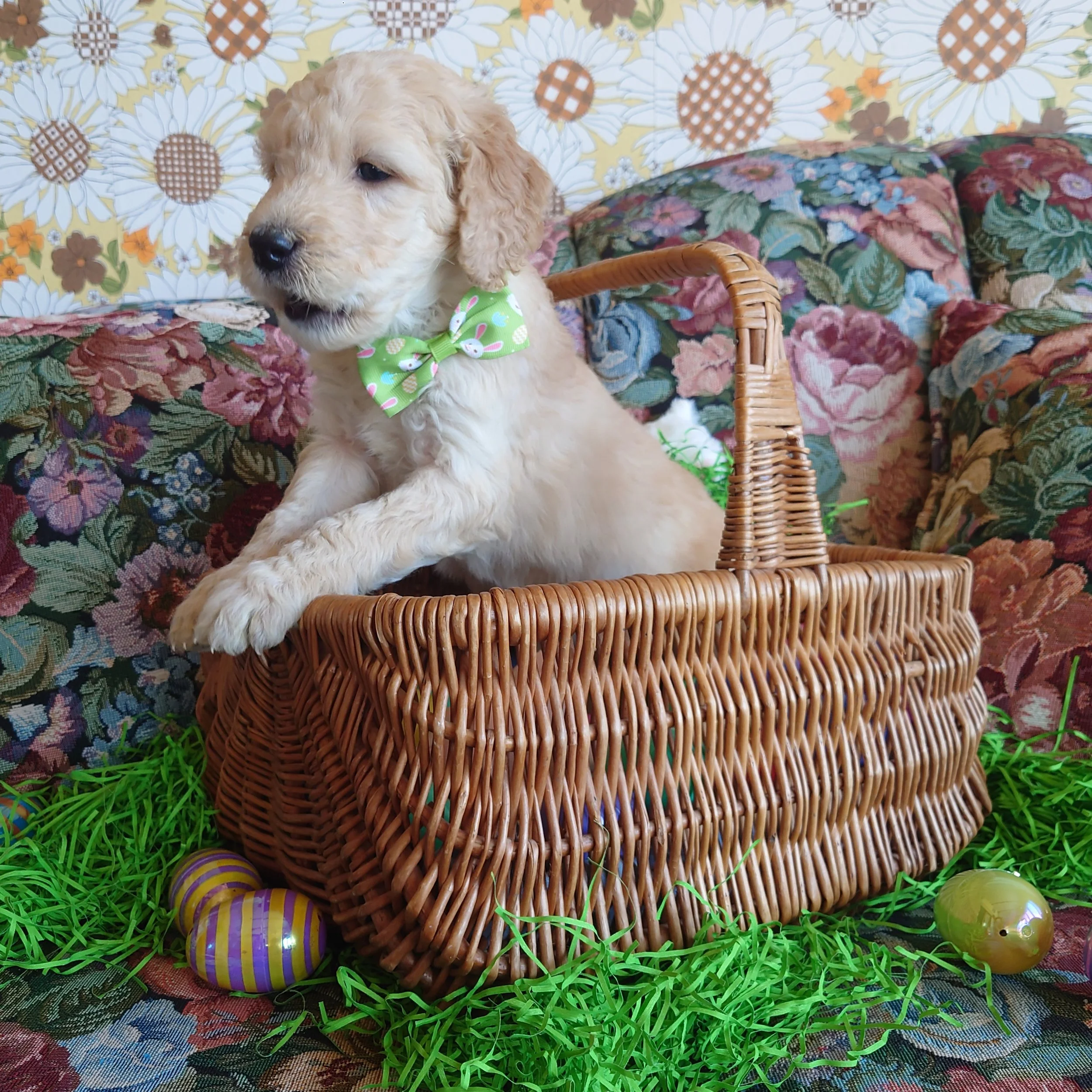 Yoshi the 5 week old F1 Goldendoodle puppy talks while in a basket surrounded by colorful Easter Eggs.