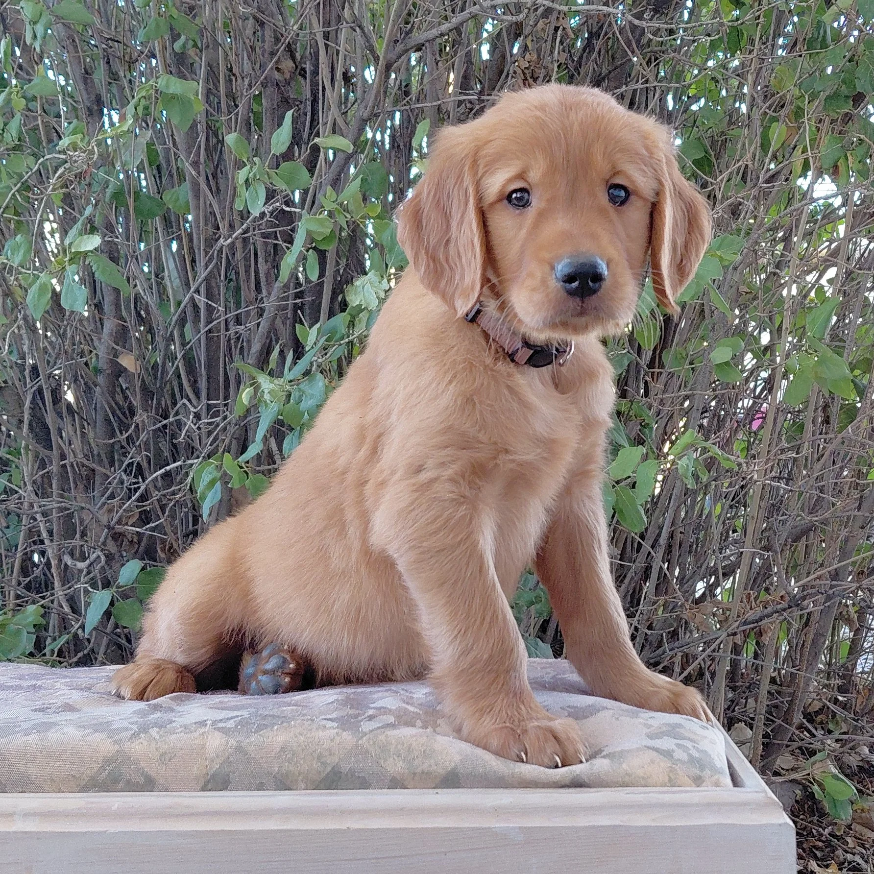 Sokka, the 7 week old Golden Retriever puppy is on a bench in front of a lilac bush.