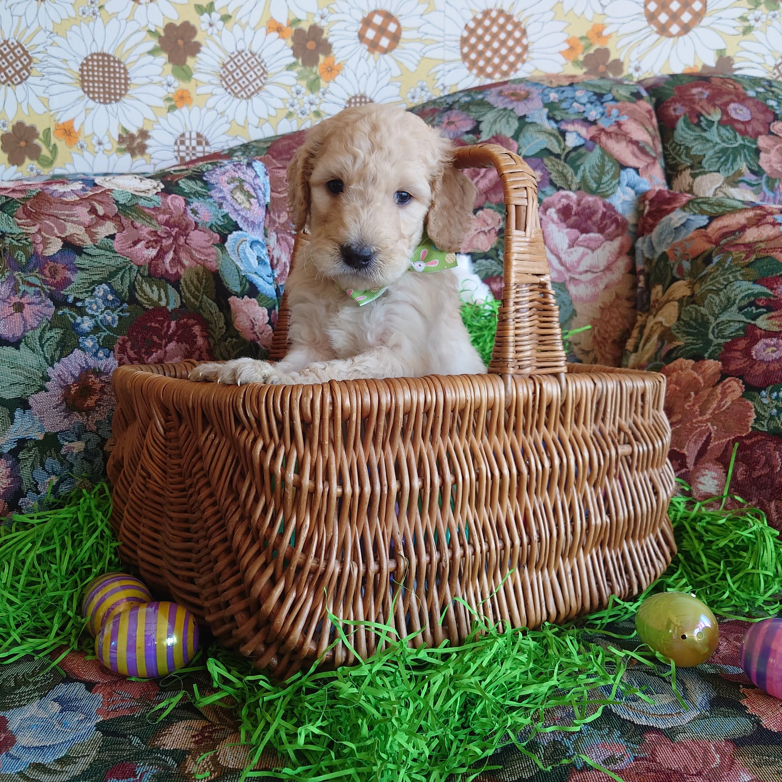 Yoshi the 5 week old F1 Goldendoodle puppy sits politely in a basket surrounded by colorful Easter Eggs.
