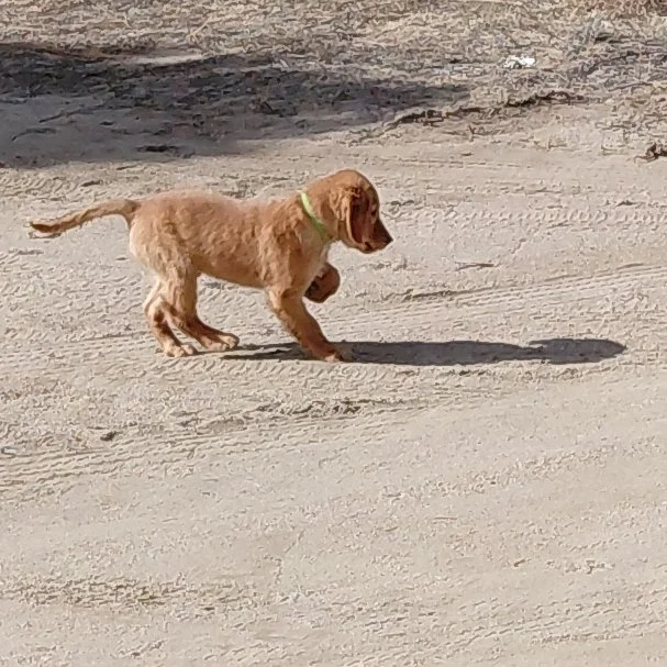 Rocky the 11 week old Golden Retriever puppy truly discovering his shadow.