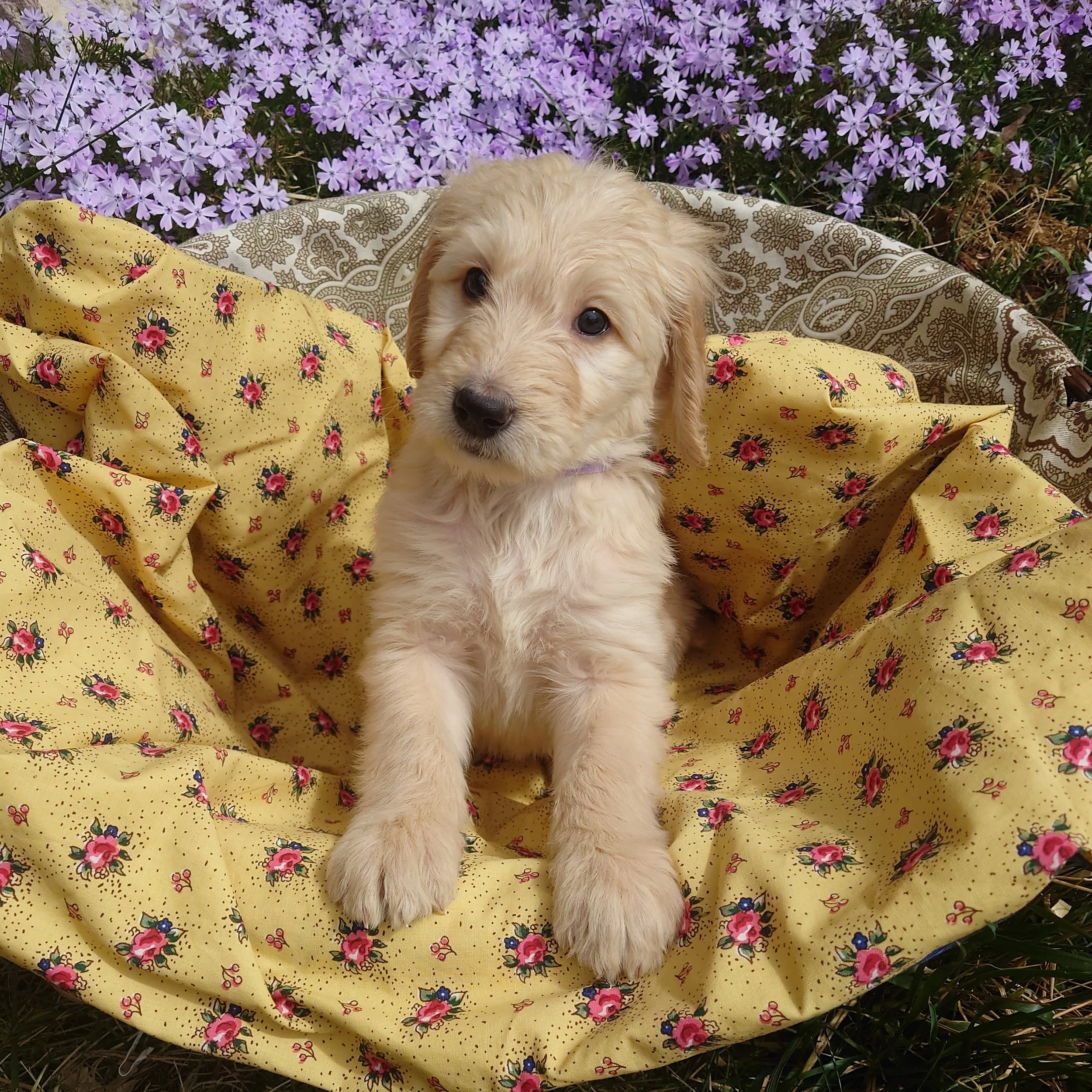 Rosalina the 6 week old F1 Goldendoodle puppy sits with her paws on the edge of a basket surrounded by purple phlox flowers.