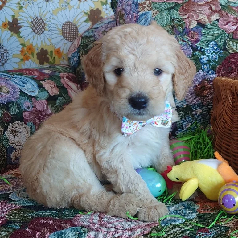 Lumas the 5 week old F1 Goldendoodle puppy sits politely surrounded by colorful Easter Eggs.