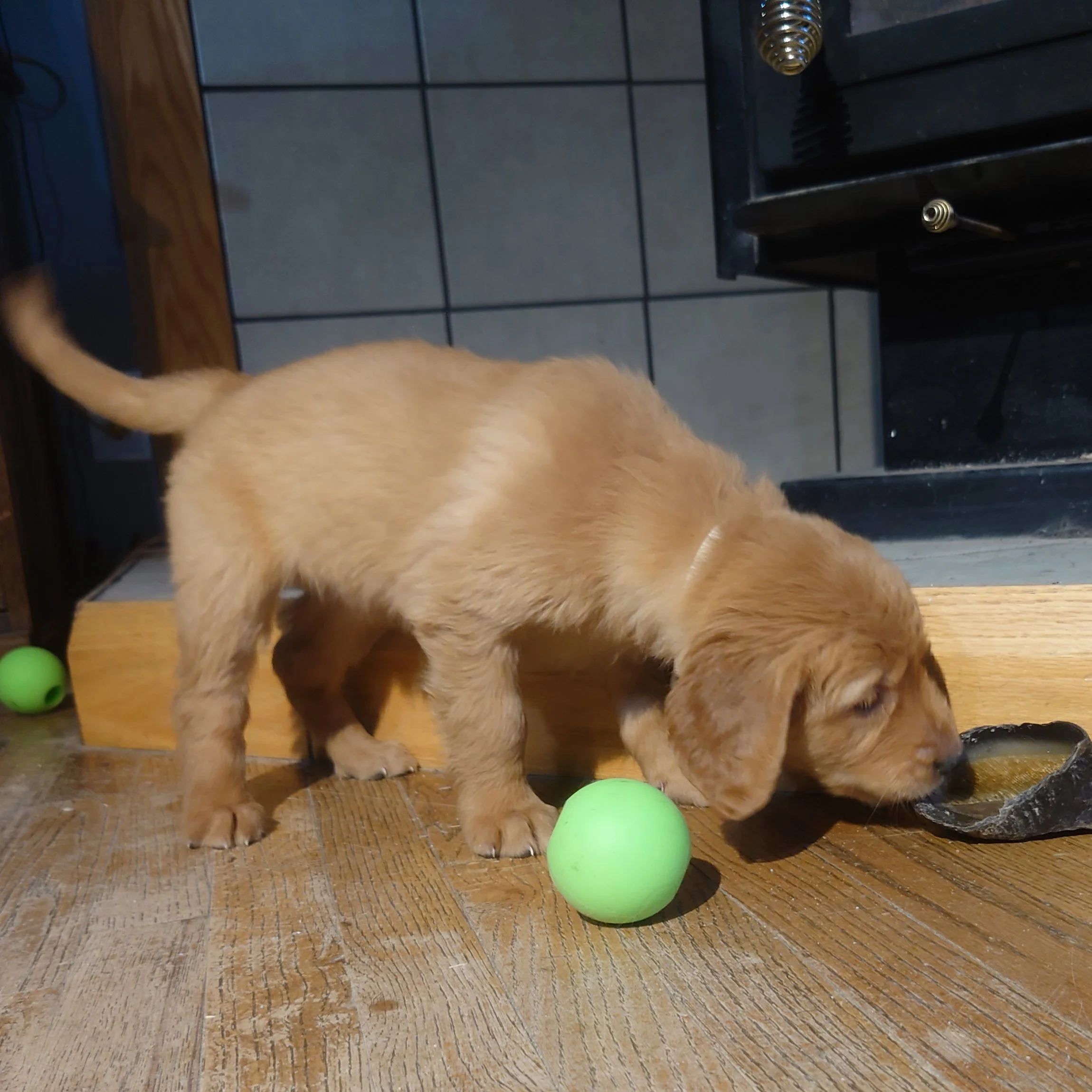 Sweetie the 7 week old Golden Retriever puppy plays with a ball on a wooden floor in front of a wood fireplace.