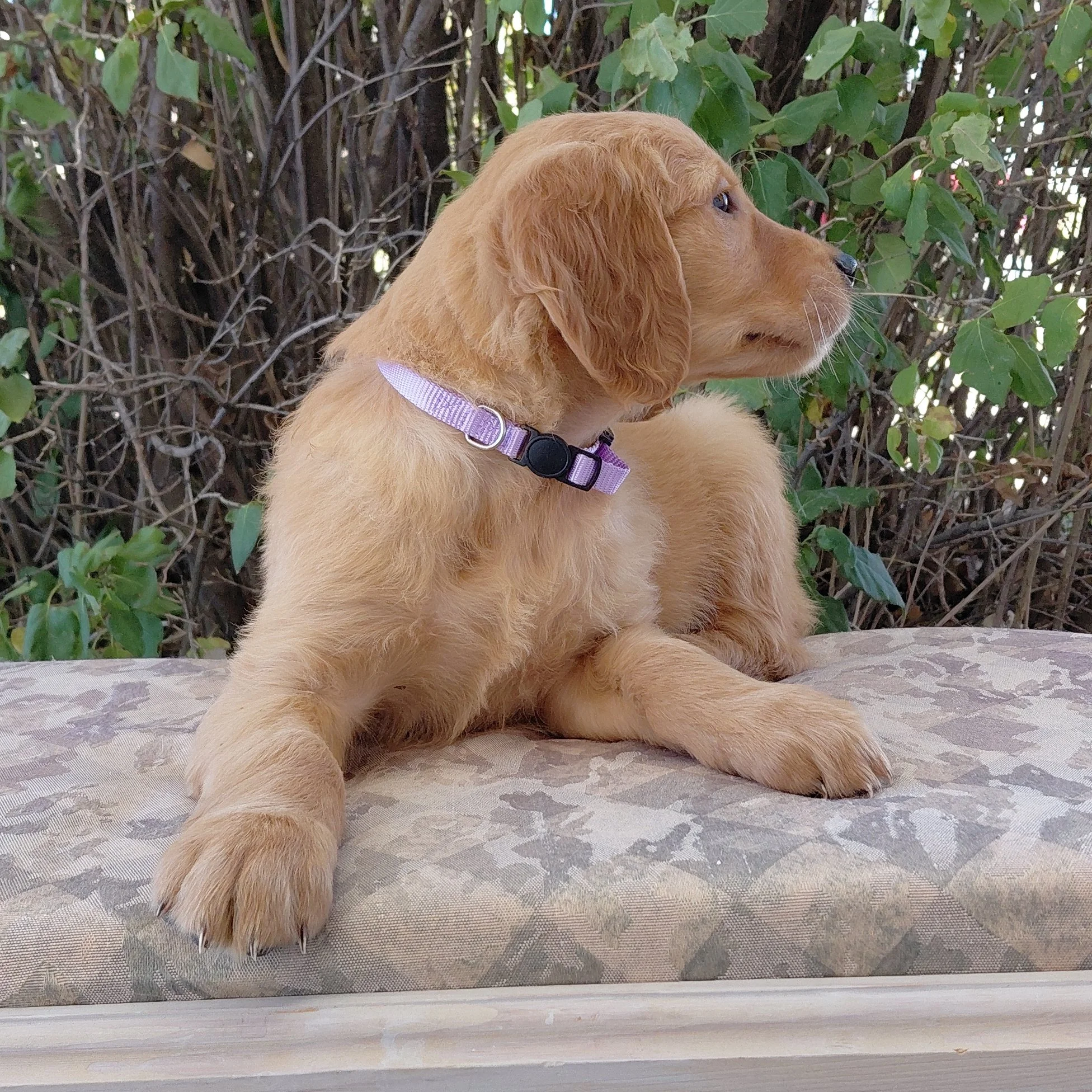 Toph, the 7 week old Golden Retriever puppy is on a bench in front of a lilac bush.