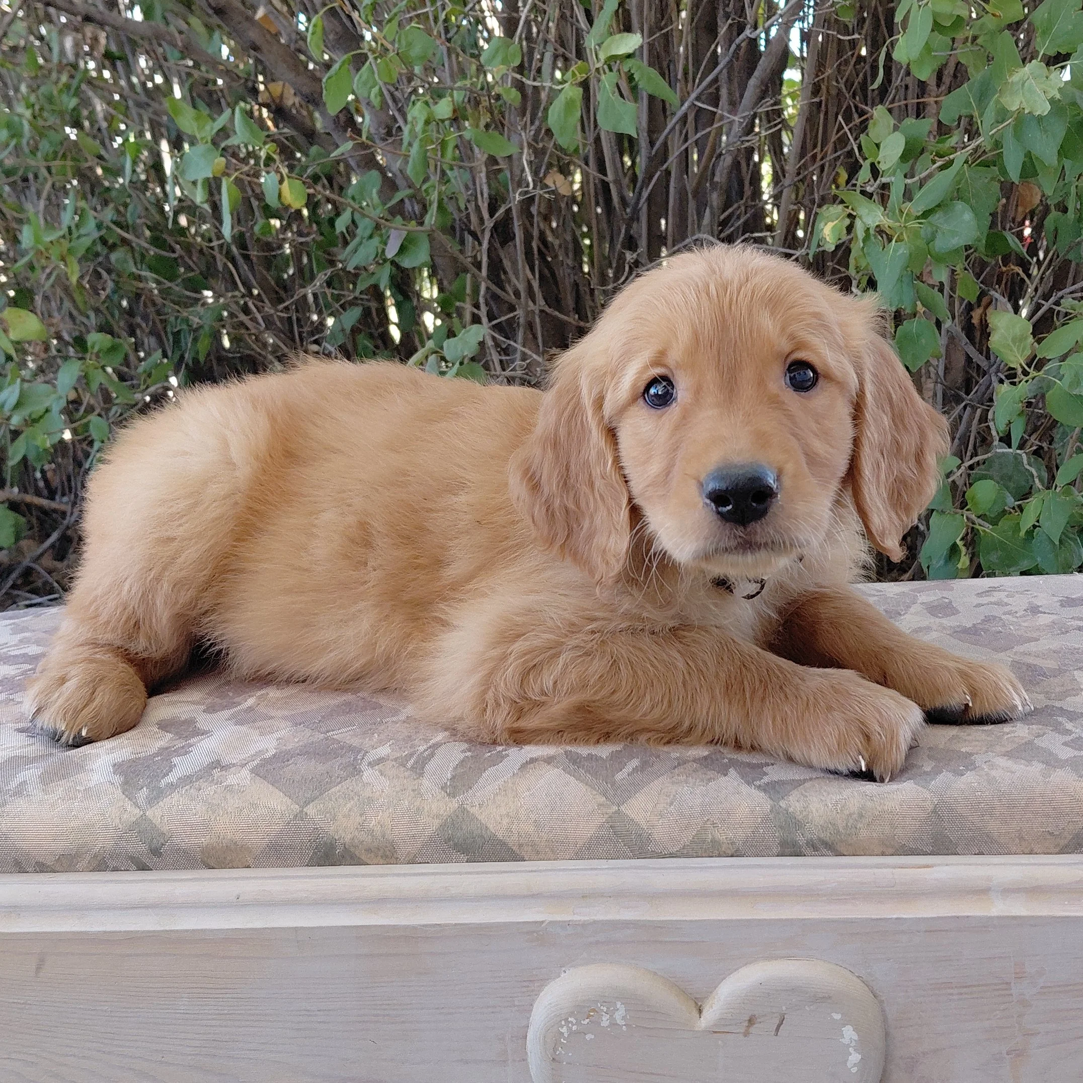 Suki, the 7 week old Golden Retriever puppy is on a bench in front of a lilac bush.