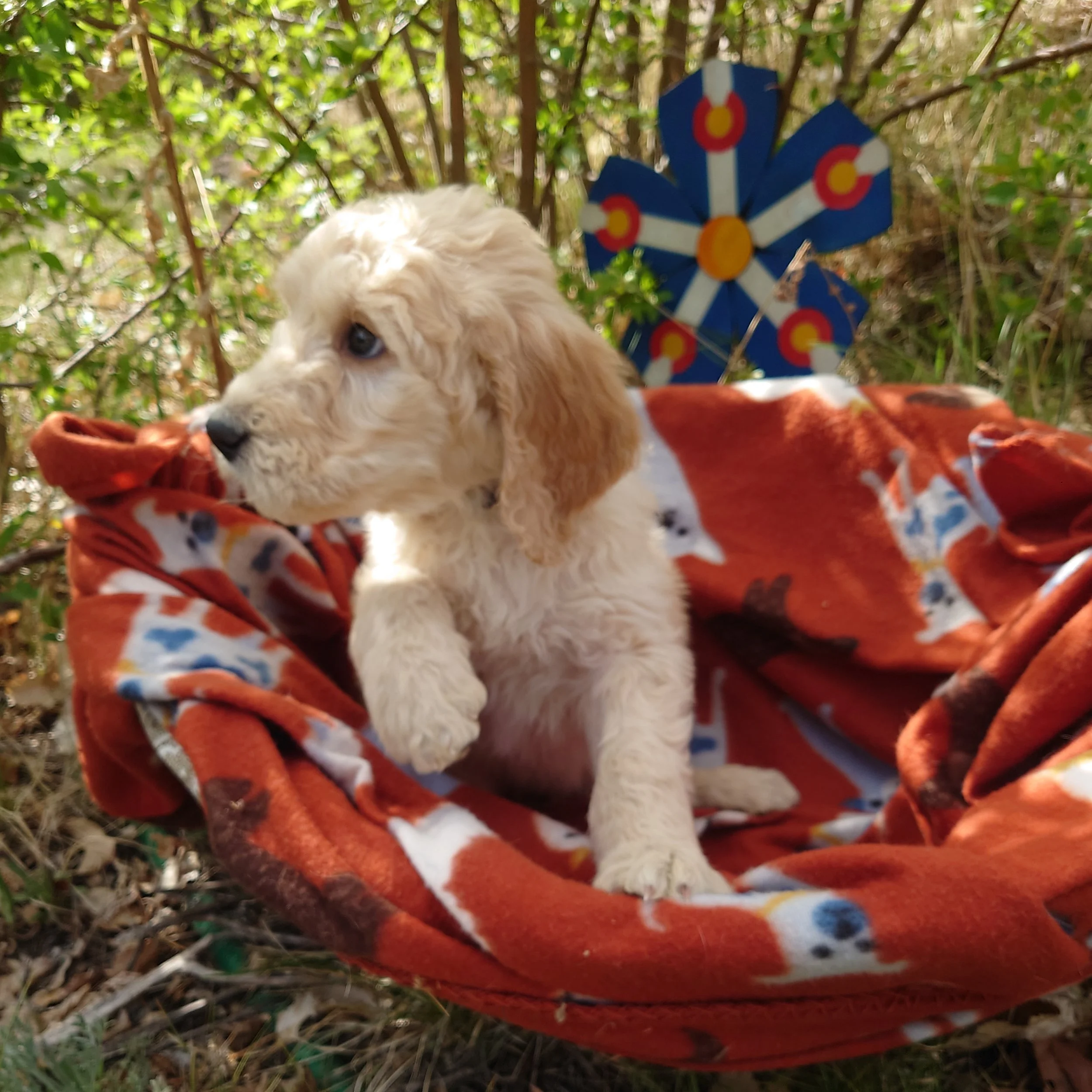7 week old Yoshi the F1 Goldendoodle puppy sits paws on the edge of a basket with a fleece blanket. Behind him a painted Colorado flags on a flower shape.