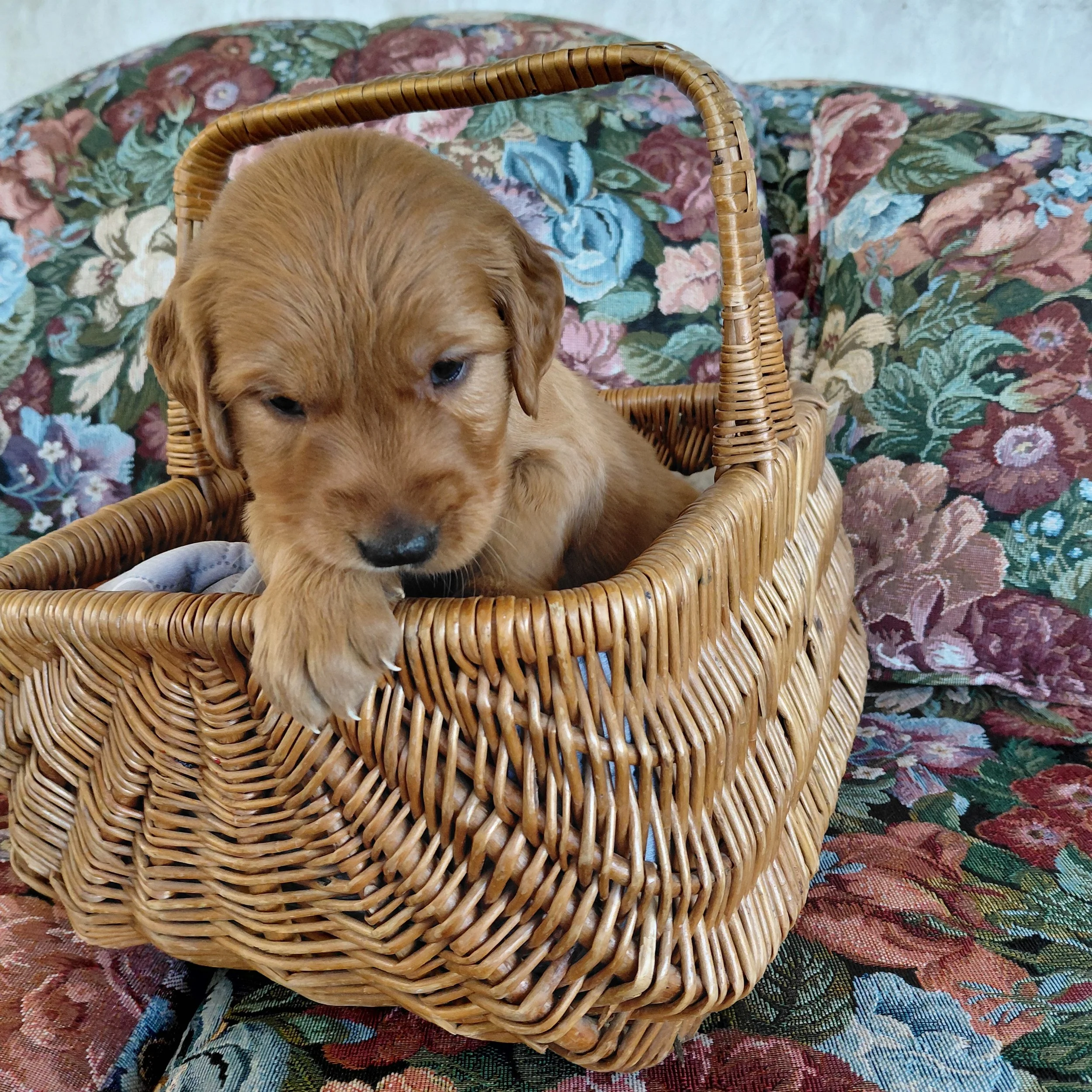 Sokka, the 4 week old Golden Retriever puppy sits in a basket on a floral couch with a brown collar.